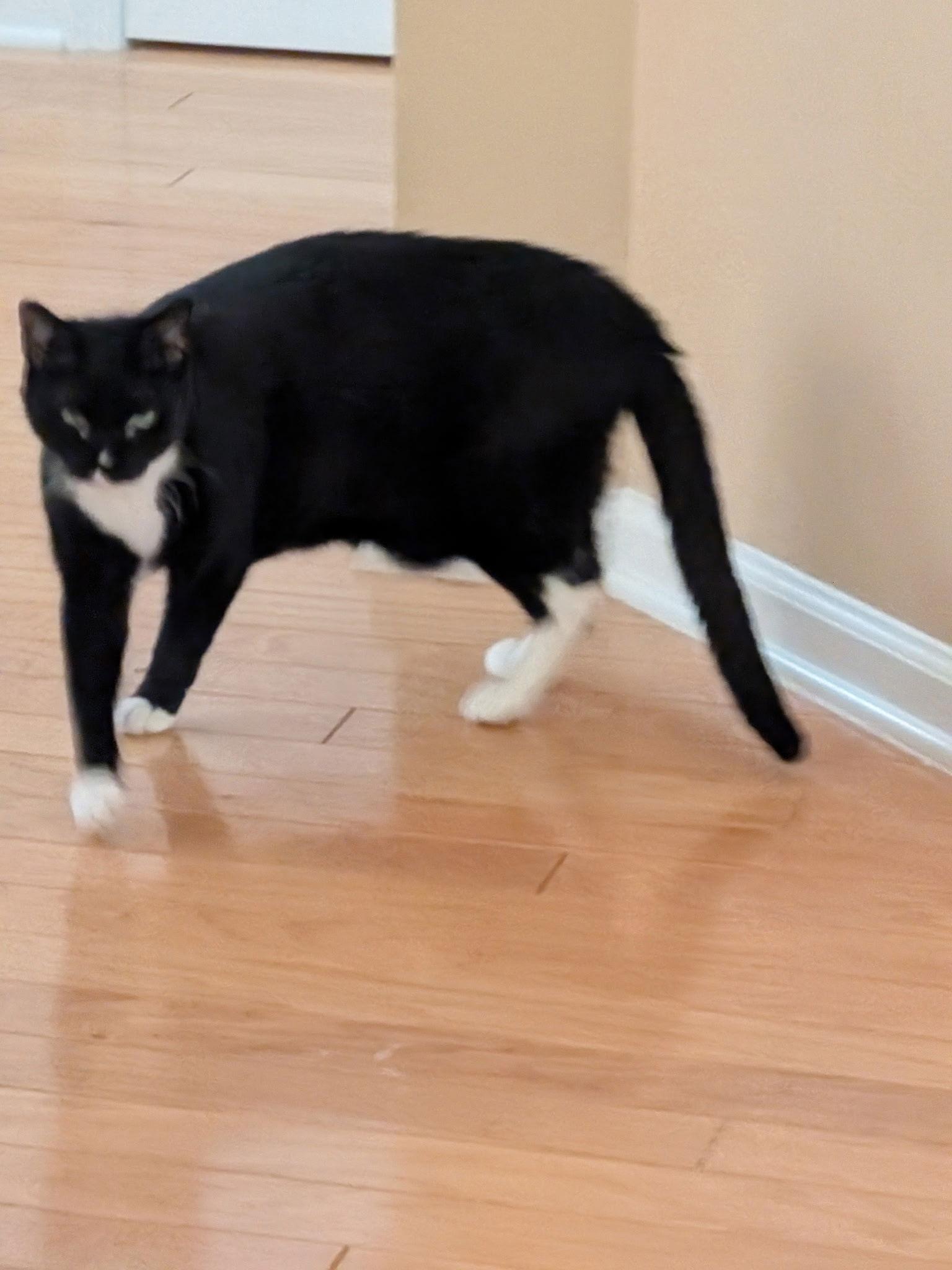 George, Adopted, Senior Male Domestic Short Hair.