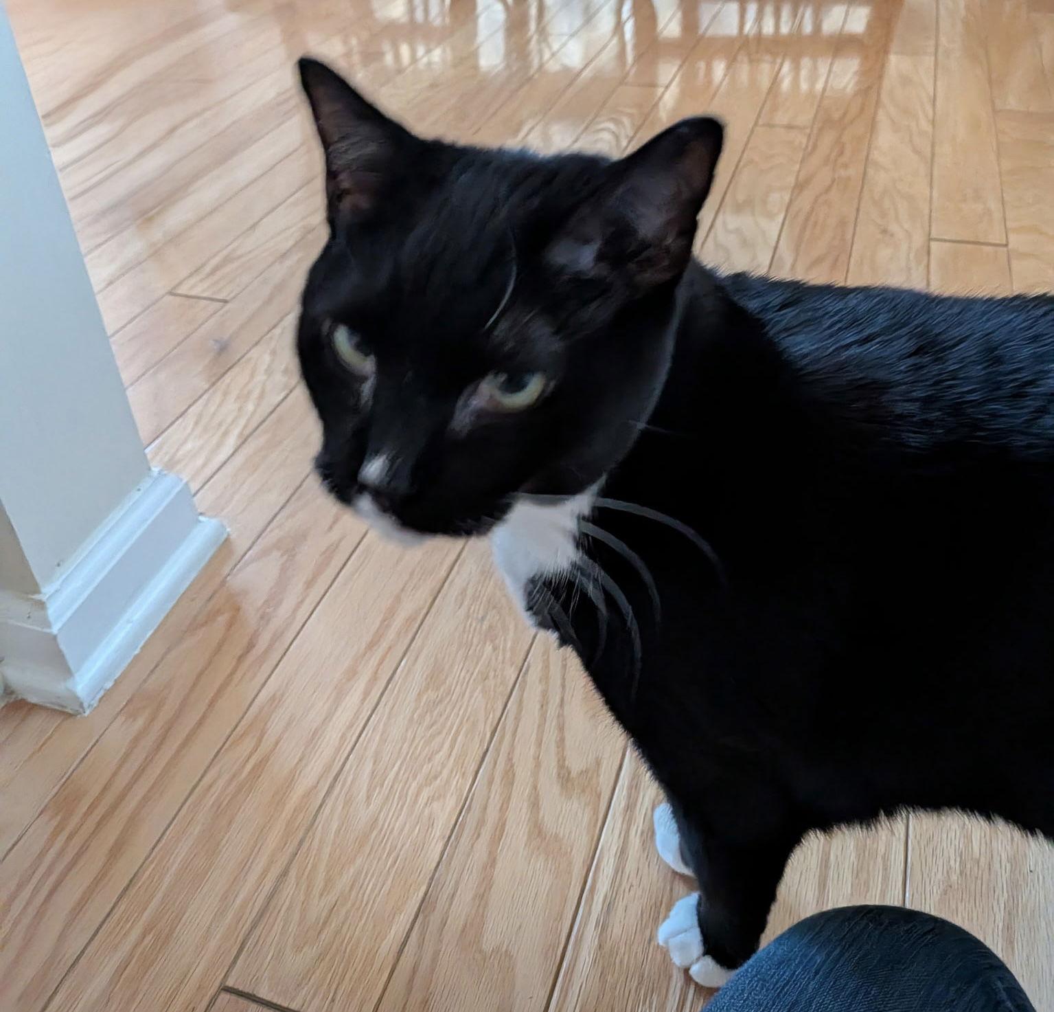 Enlarge George, a Adopted Domestic Short Hair in Charleston, SC image 2/2