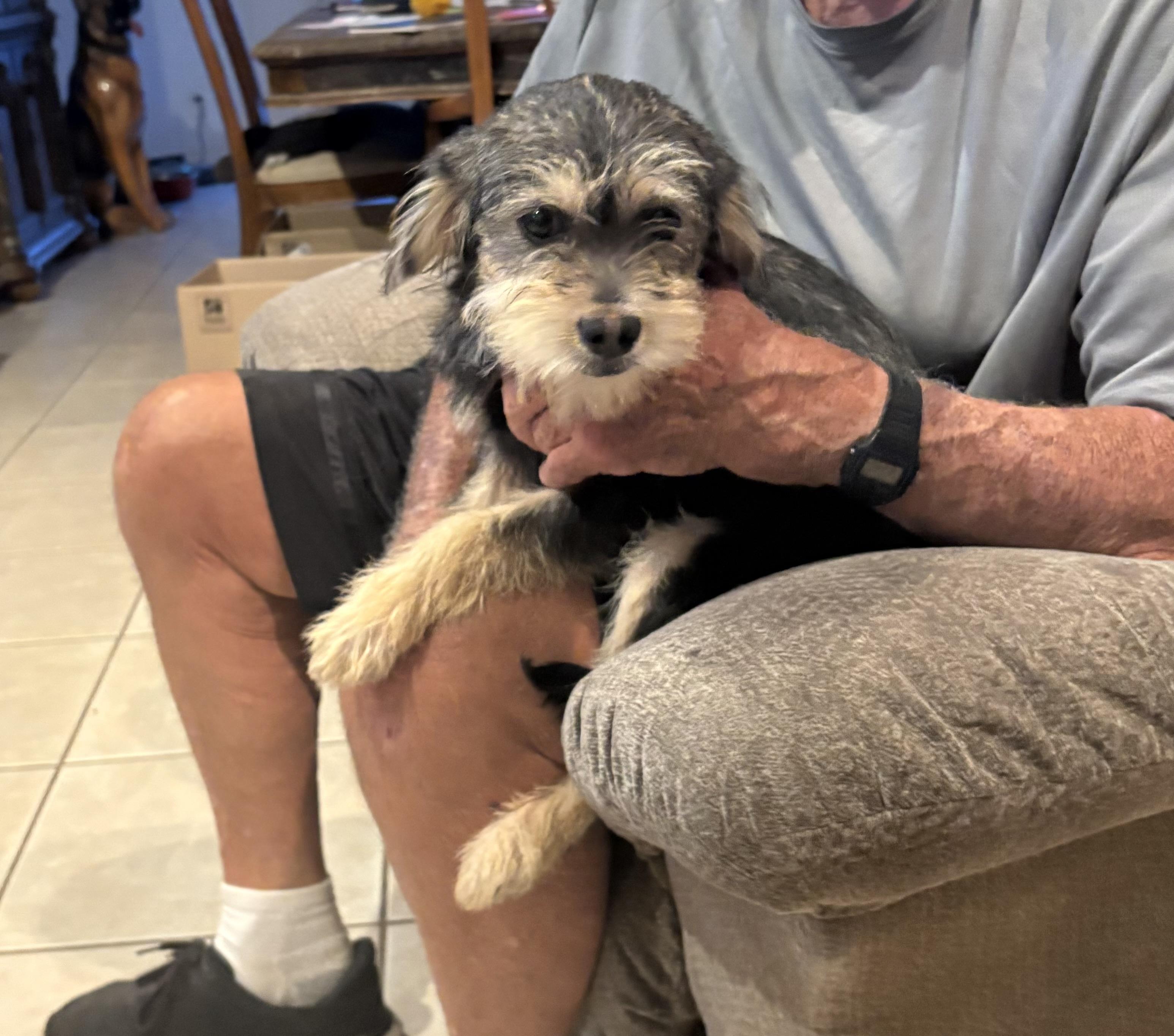 Bubba, Young Male Shih poo