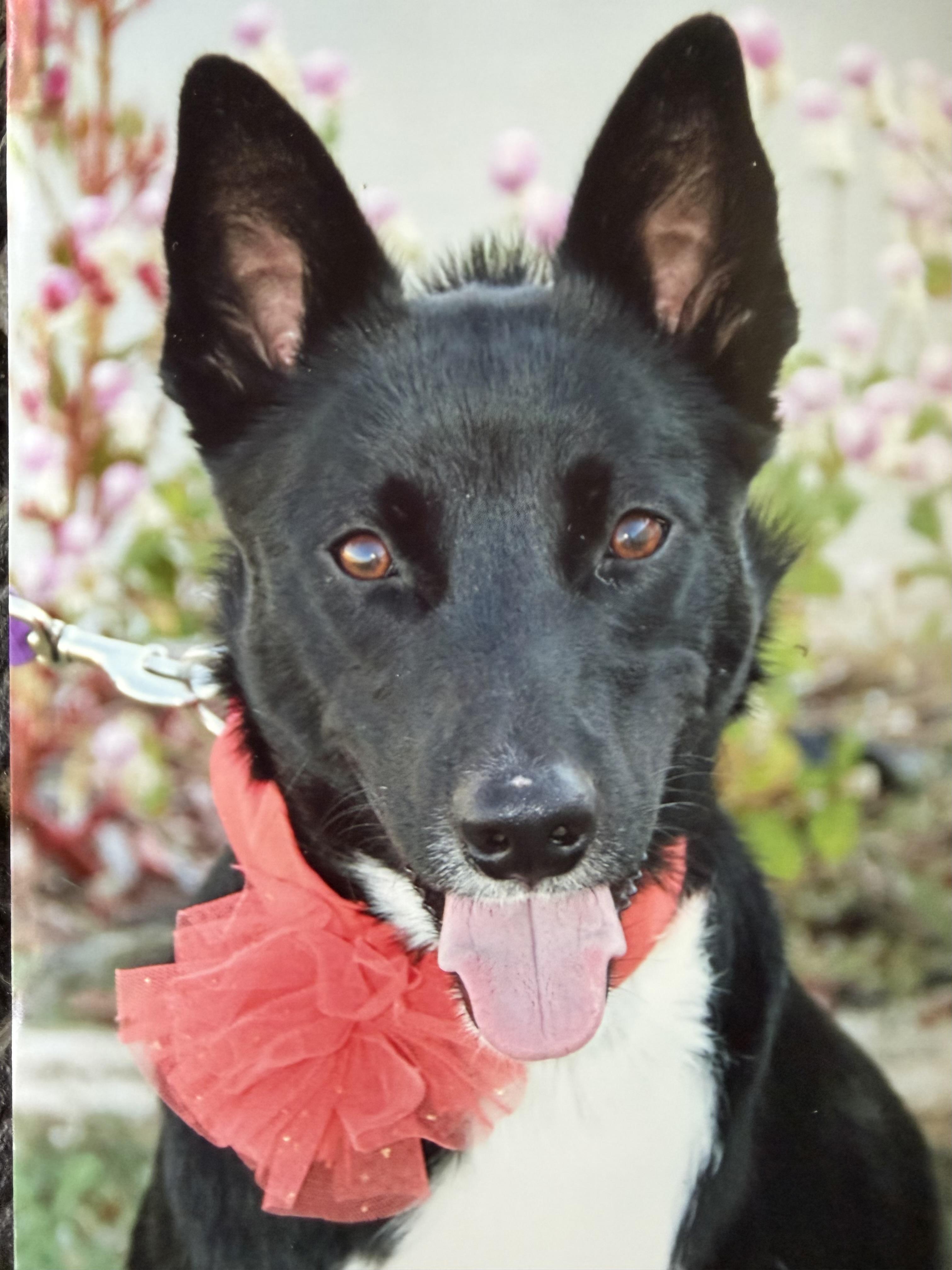 Enlarge June Bug, a Adoptable mixed breed in Hutchinson, KS image 1/1