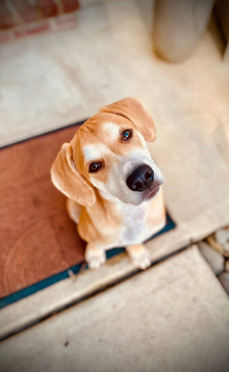 Photo of Baby Male Beagle
