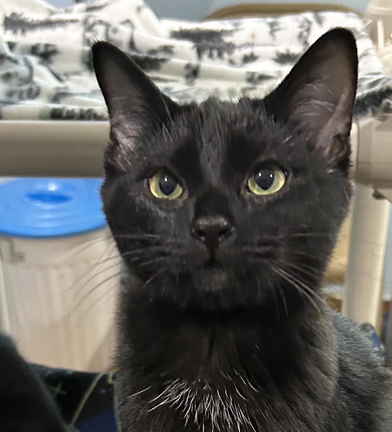 Enlarge Kaida, a Adoptable Domestic Short Hair in Parkville, MO image 6/6