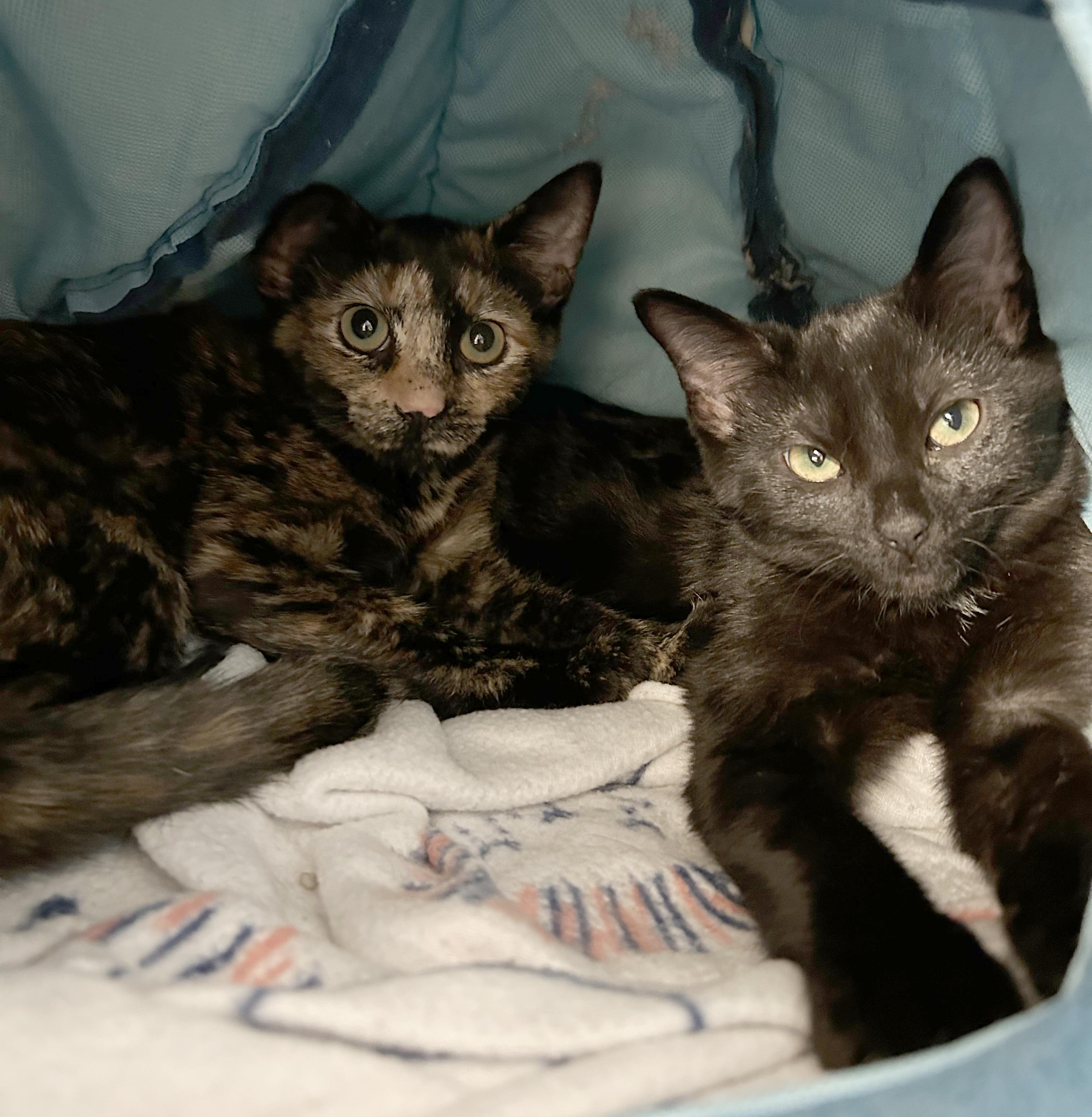Kaida & Suki