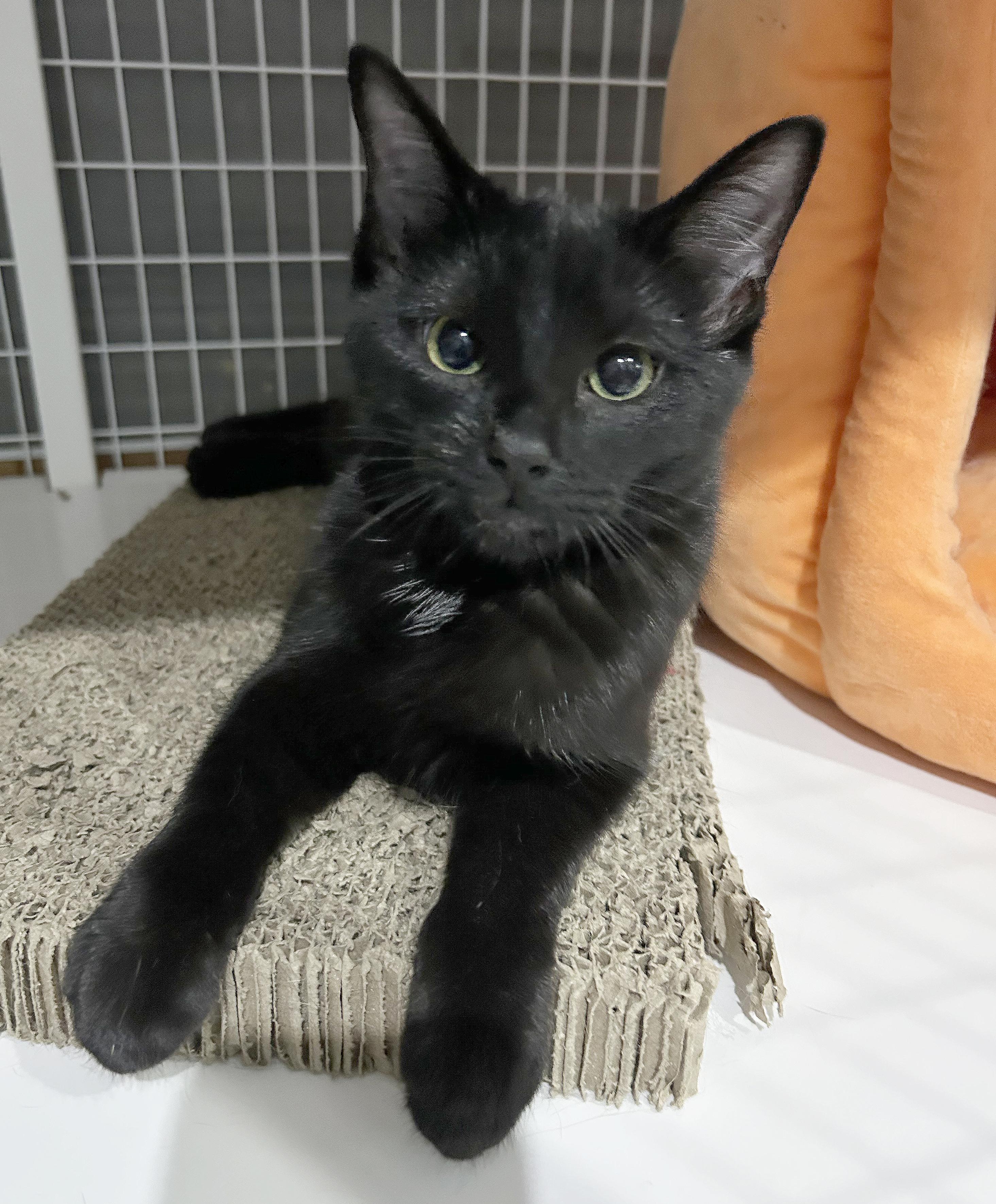 Enlarge Kaida, a Adoptable Domestic Short Hair in Parkville, MO image 2/6