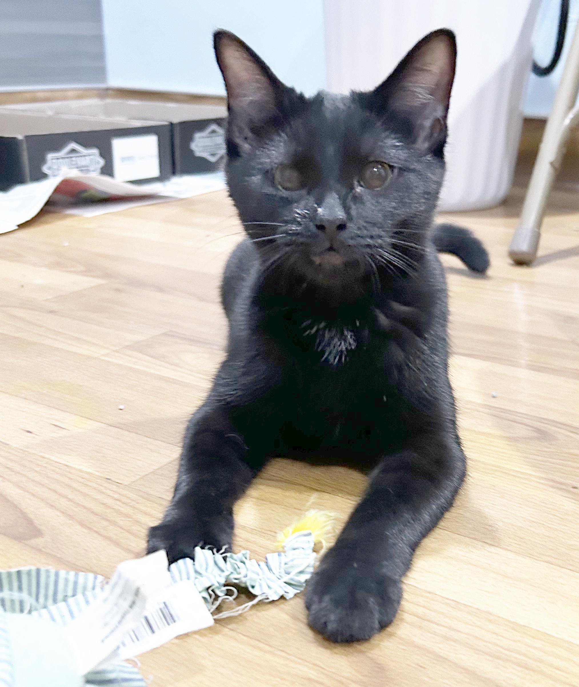 Enlarge Kaida, a Adoptable Domestic Short Hair in Parkville, MO image 3/6