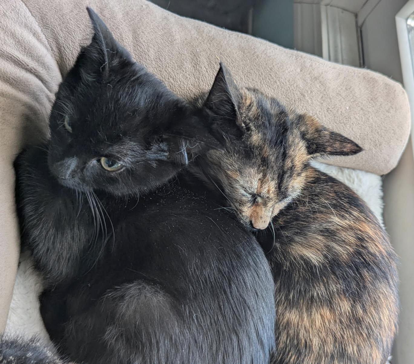 Enlarge Kaida, a Adoptable Domestic Short Hair in Parkville, MO image 4/6