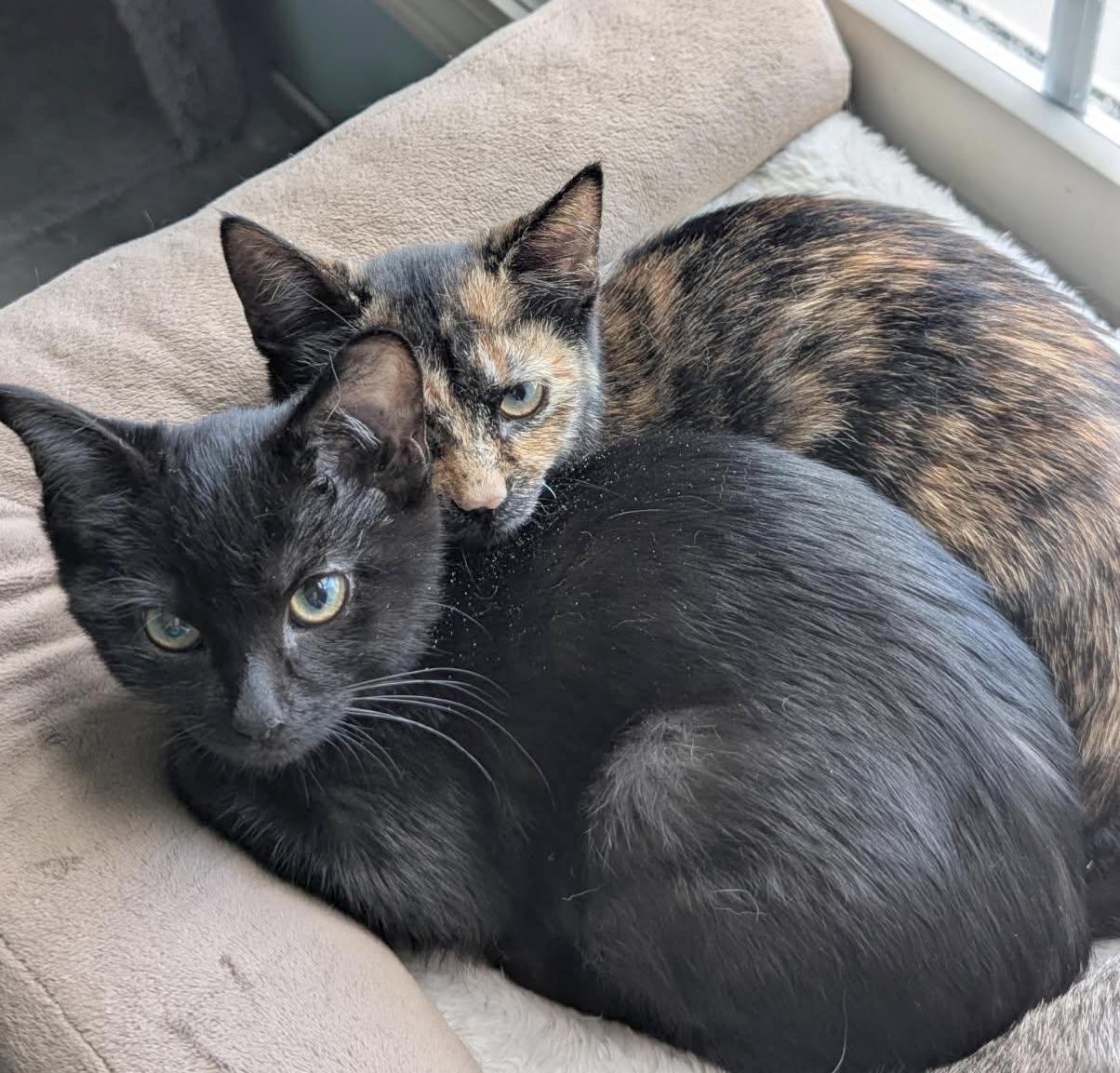 Kaida & Suki