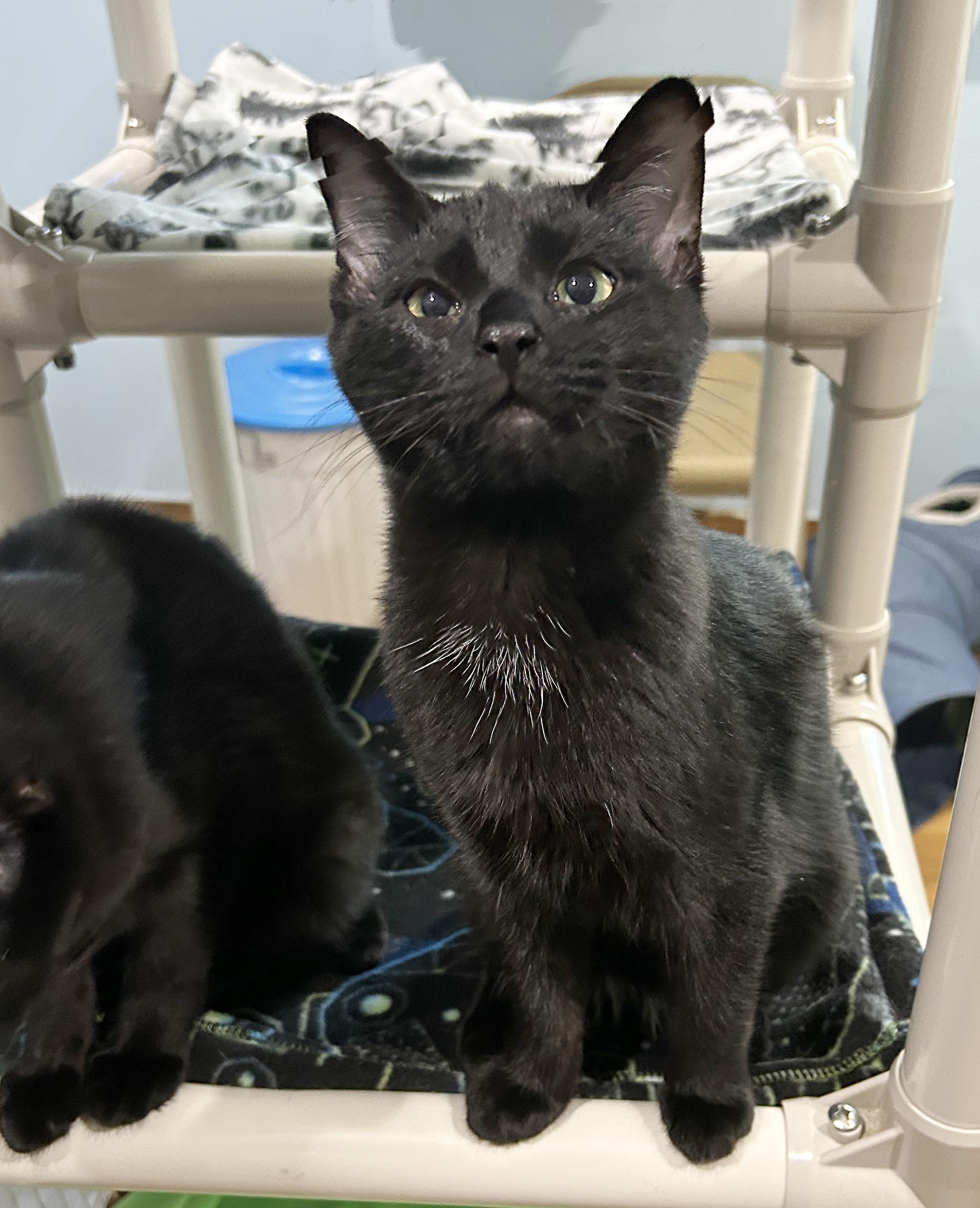 Kaida, Adoptable, Kitten Female Domestic Short Hair.