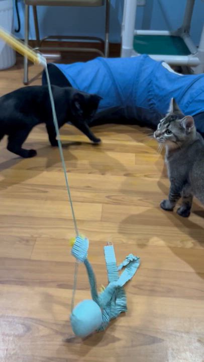 Enlarge Kaida, a Adoptable Domestic Short Hair in Parkville, MO video 5/6