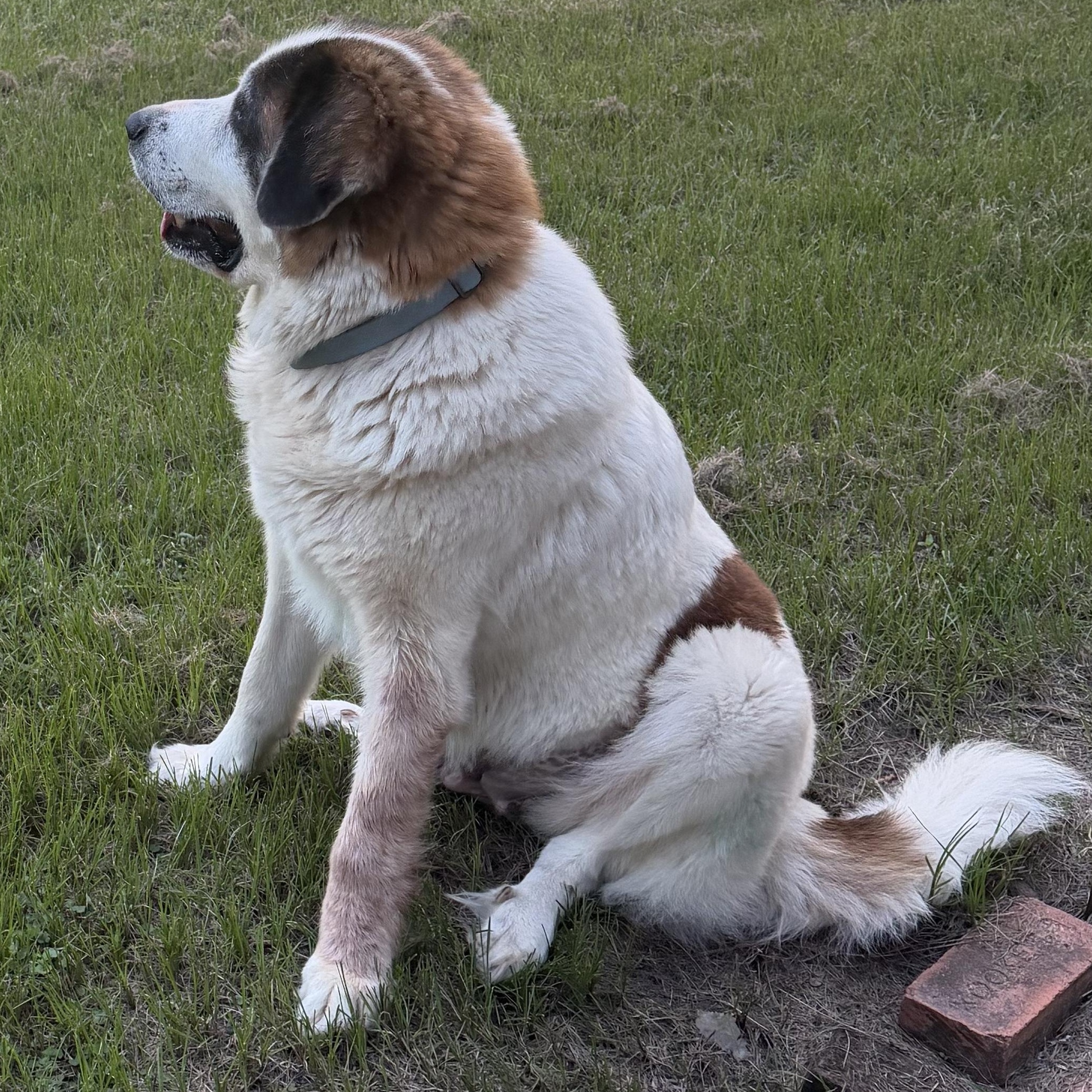 Fluffy, Adoptable, Adult Female Saint Bernard & Great Pyrenees.