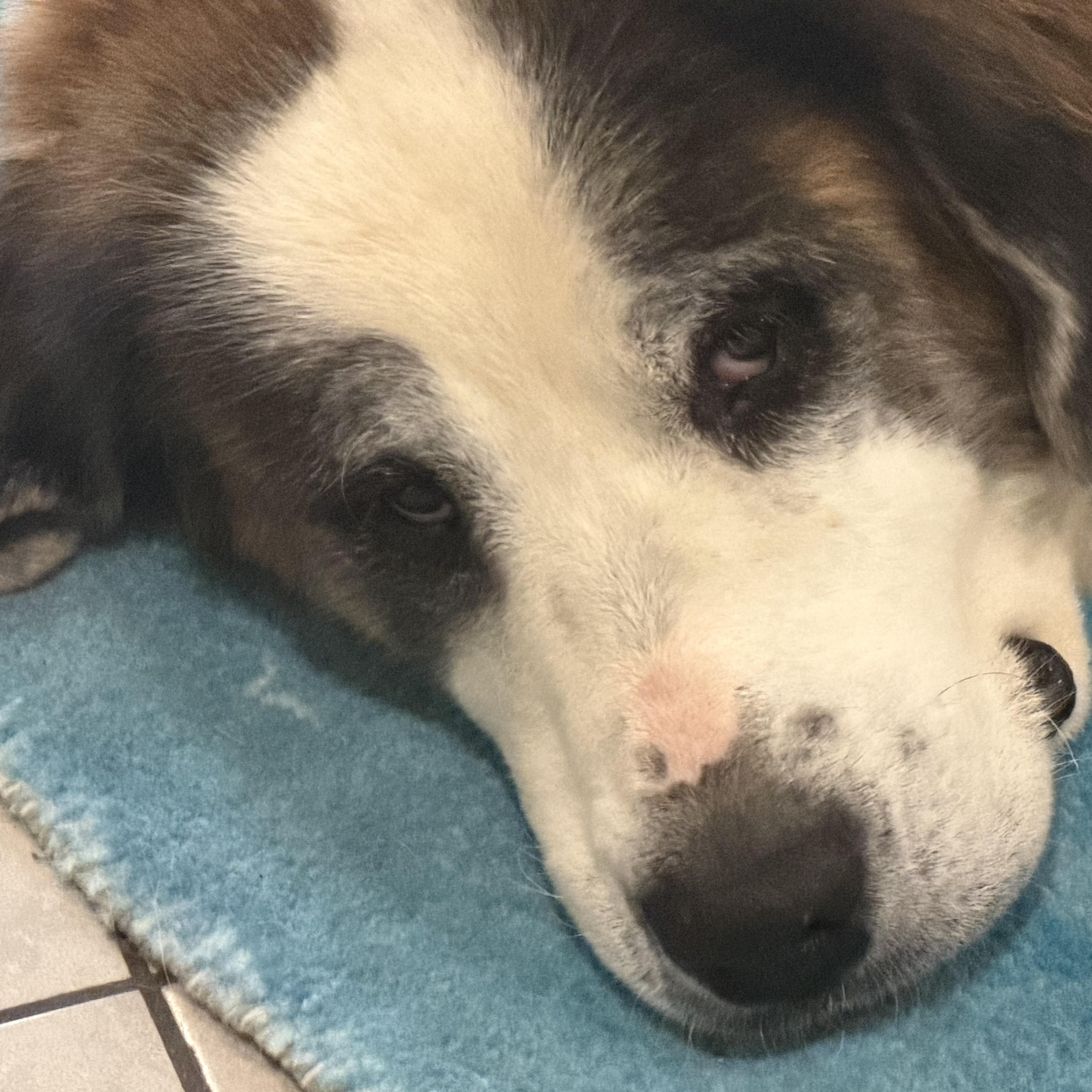 Enlarge Fluffy, a Adoptable mixed breed in Magnolia, TX image 3/4