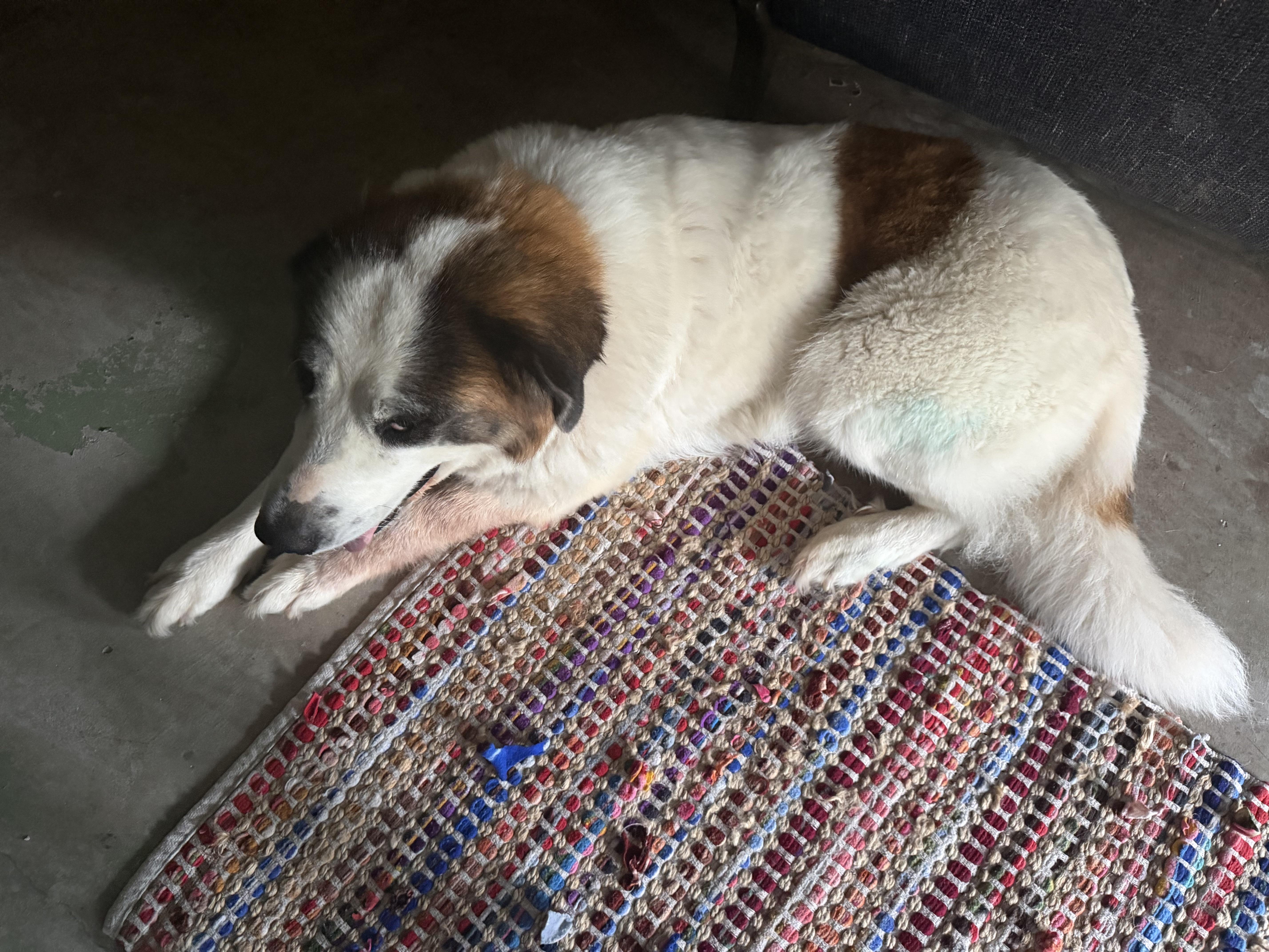 Enlarge Fluffy, a Adoptable mixed breed in Magnolia, TX image 2/4