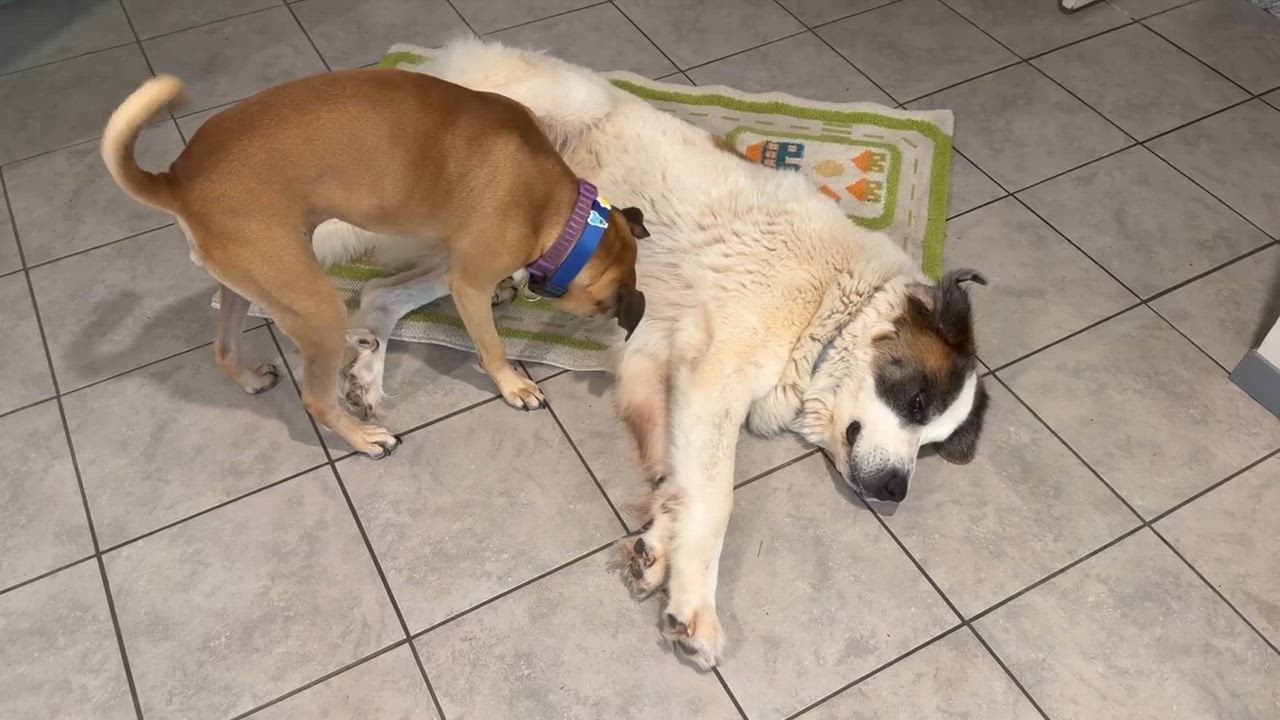 Enlarge Fluffy, a Adoptable mixed breed in Magnolia, TX video 4/4