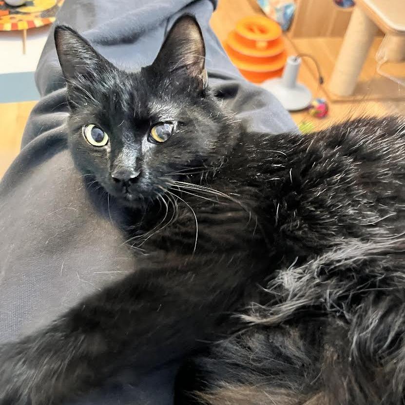 Cosmo, Adoptable, Young Male Domestic Short Hair.