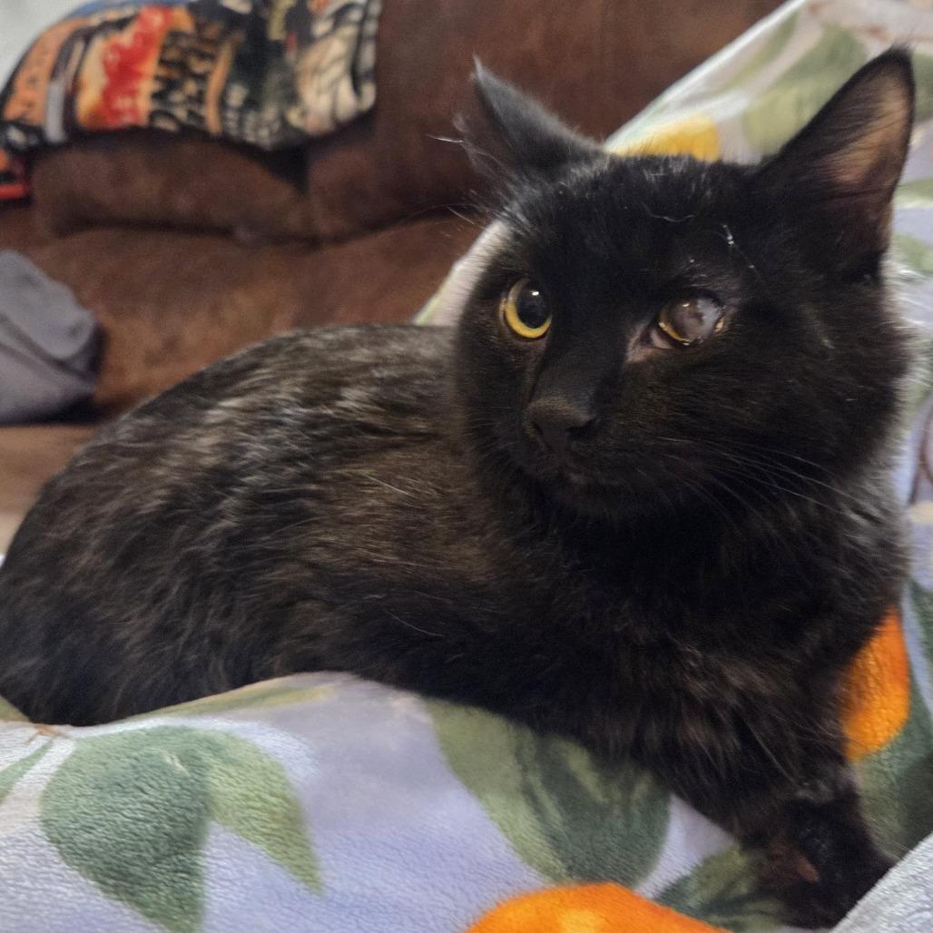 Cosmo, a Adoptable Domestic Short Hair in Madison, WI image 2/6