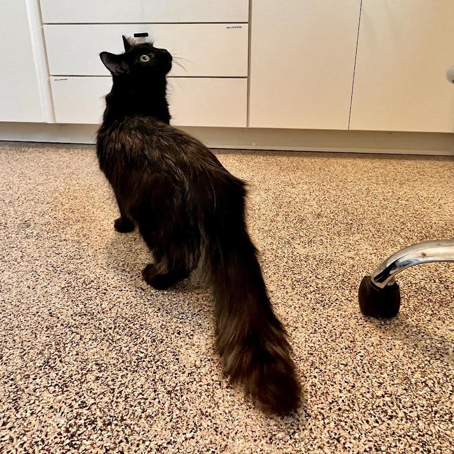 Cosmo, a Adoptable Domestic Short Hair in Madison, WI image 3/6