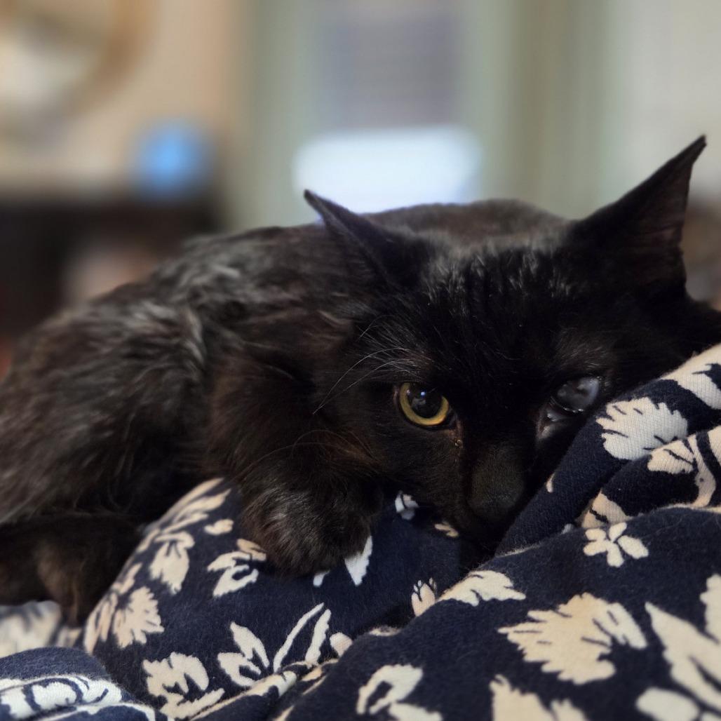 Cosmo, a Adoptable Domestic Short Hair in Madison, WI image 4/6