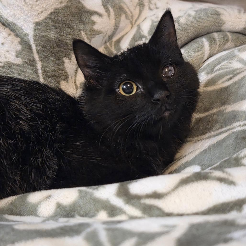 Cosmo, a Adoptable Domestic Short Hair in Madison, WI image 5/6