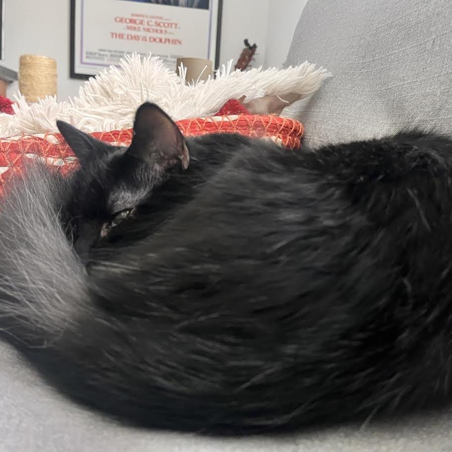 Cosmo, a Adoptable Domestic Short Hair in Madison, WI image 6/6