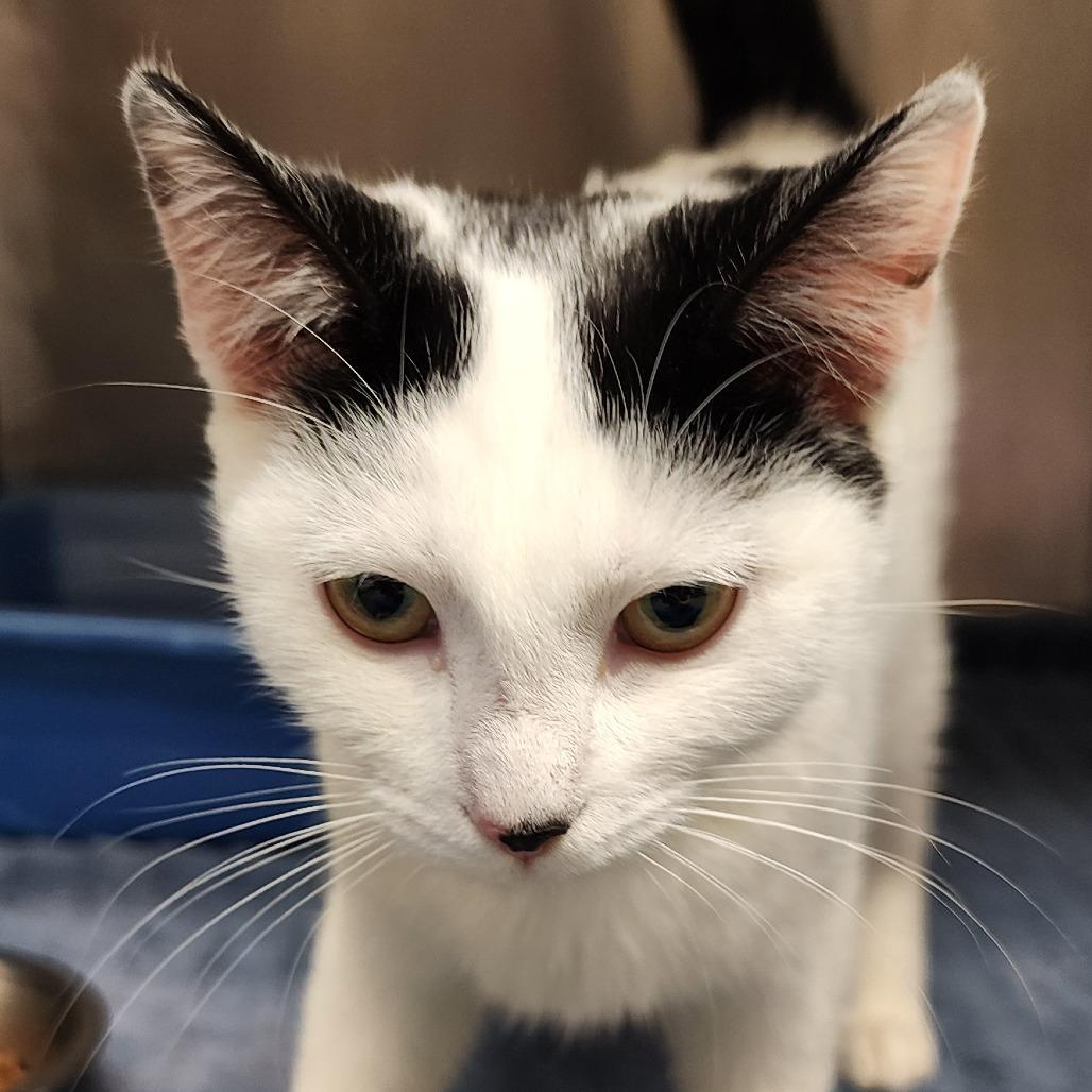 PIXEL, ADOPTABLE, Young Female Domestic Short Hair.