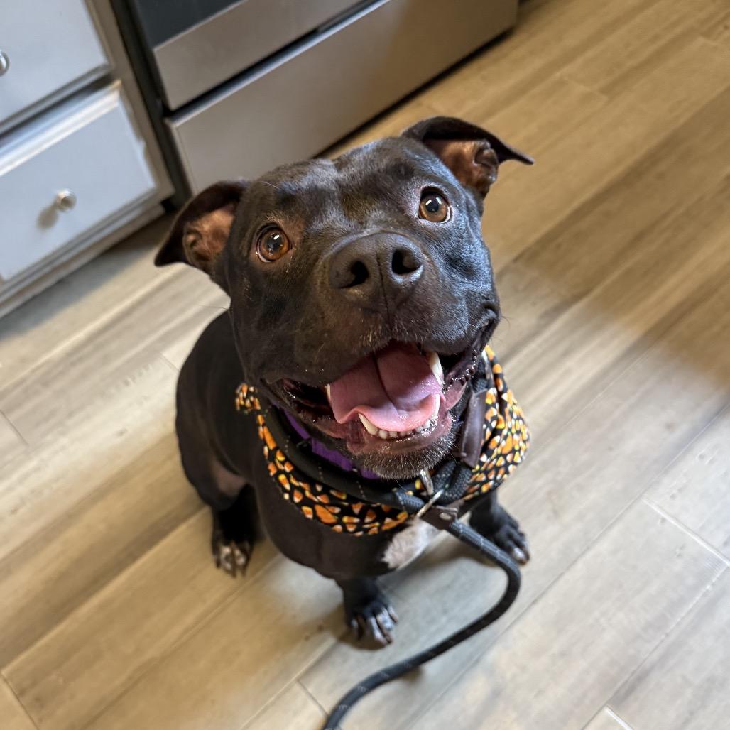 Candy, a Adoptable mixed breed in Turlock, CA image 1/6