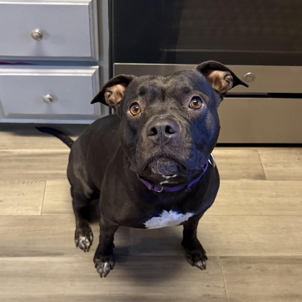 Enlarge Candy, a Adoptable mixed breed in Turlock, CA image 2/6