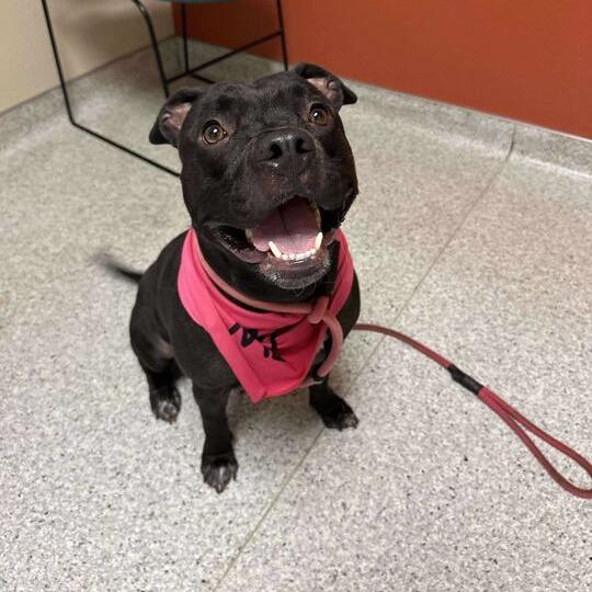 Enlarge Candy, a Adoptable mixed breed in Turlock, CA image 3/6