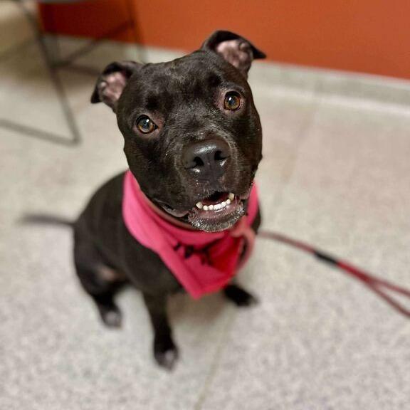 Enlarge Candy, a Adoptable mixed breed in Turlock, CA image 4/6