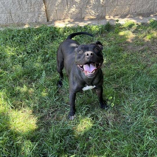 Enlarge Candy, a Adoptable mixed breed in Turlock, CA image 5/6