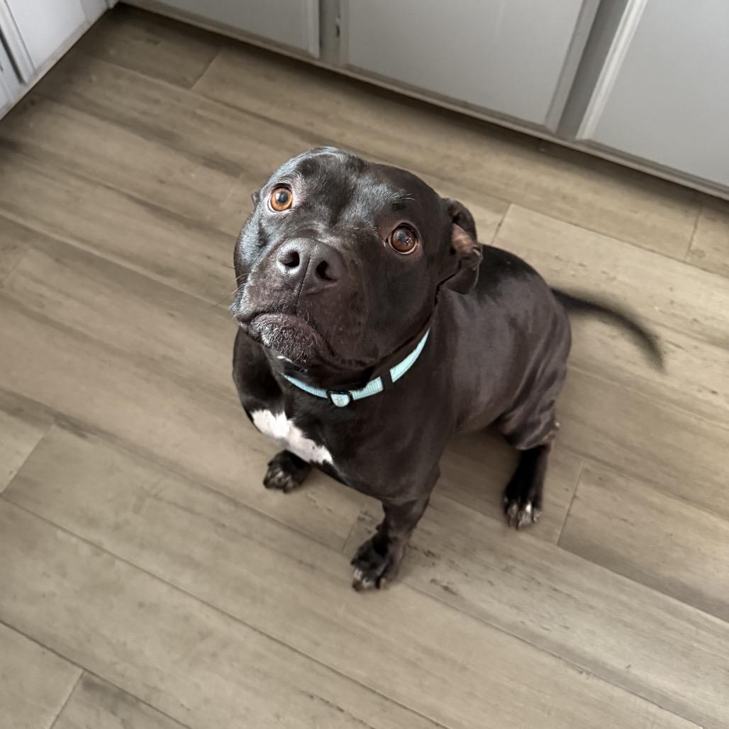 Candy, a Adoptable mixed breed in Turlock, CA image 6/6