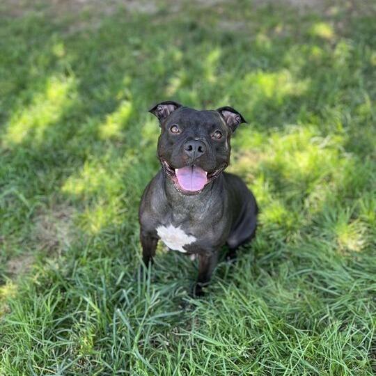 Enlarge Candy, a Adoptable mixed breed in Turlock, CA image 6/6