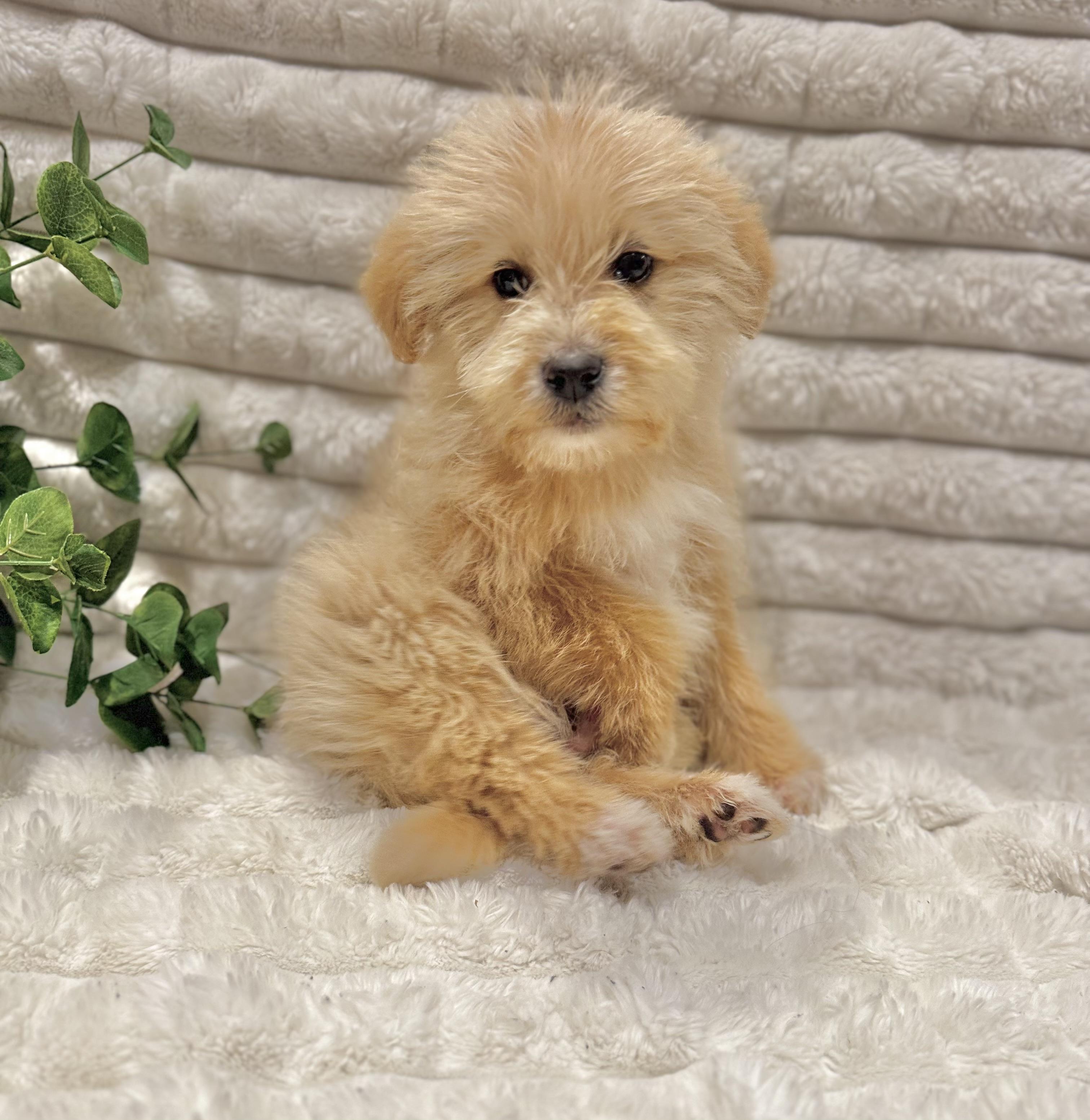 Gemini, ADOPTABLE, Puppy Male Goldendoodle & Labrador Retriever.