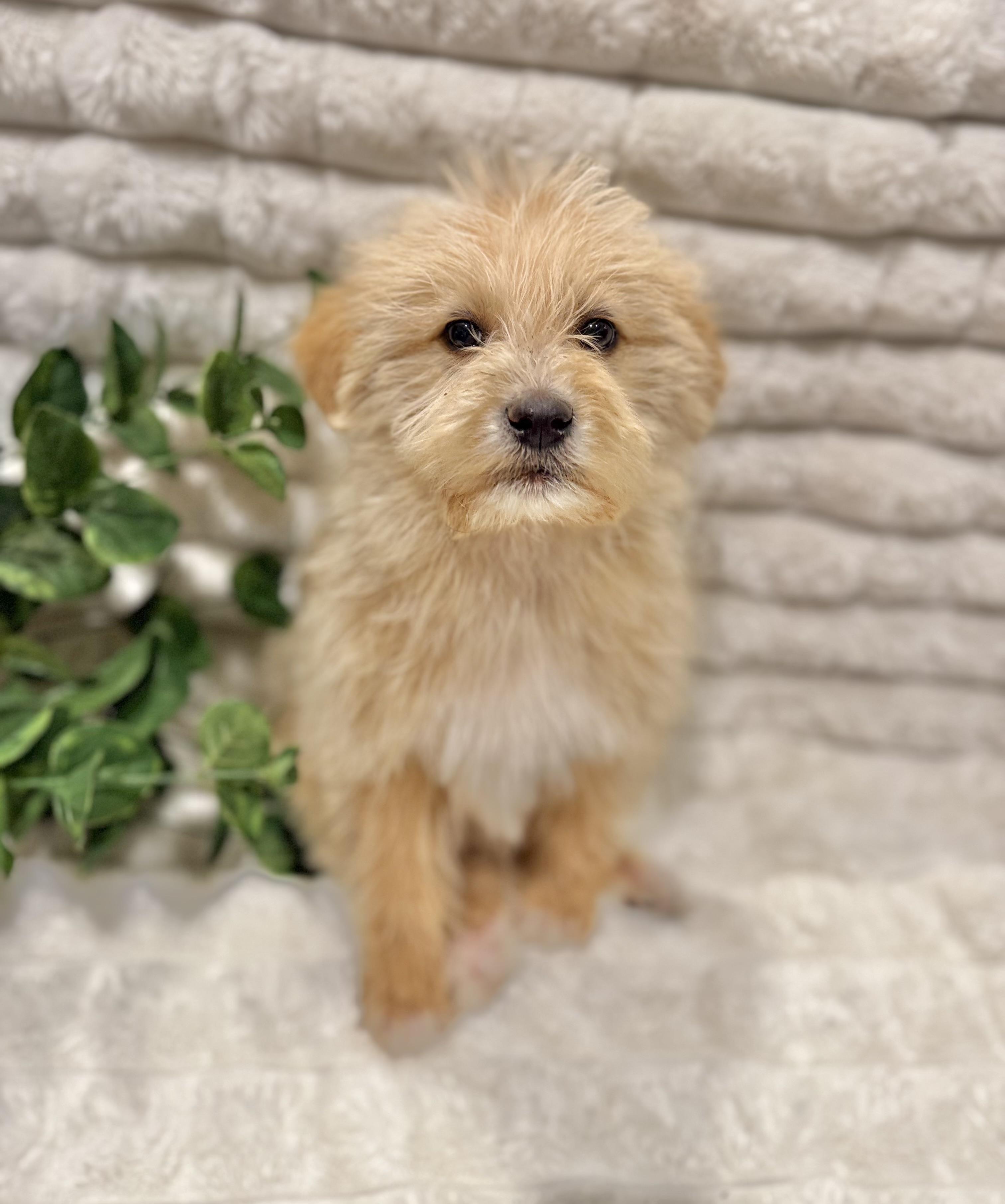 Gemini, a ADOPTABLE mixed breed in Hustisford , WI image 3/3