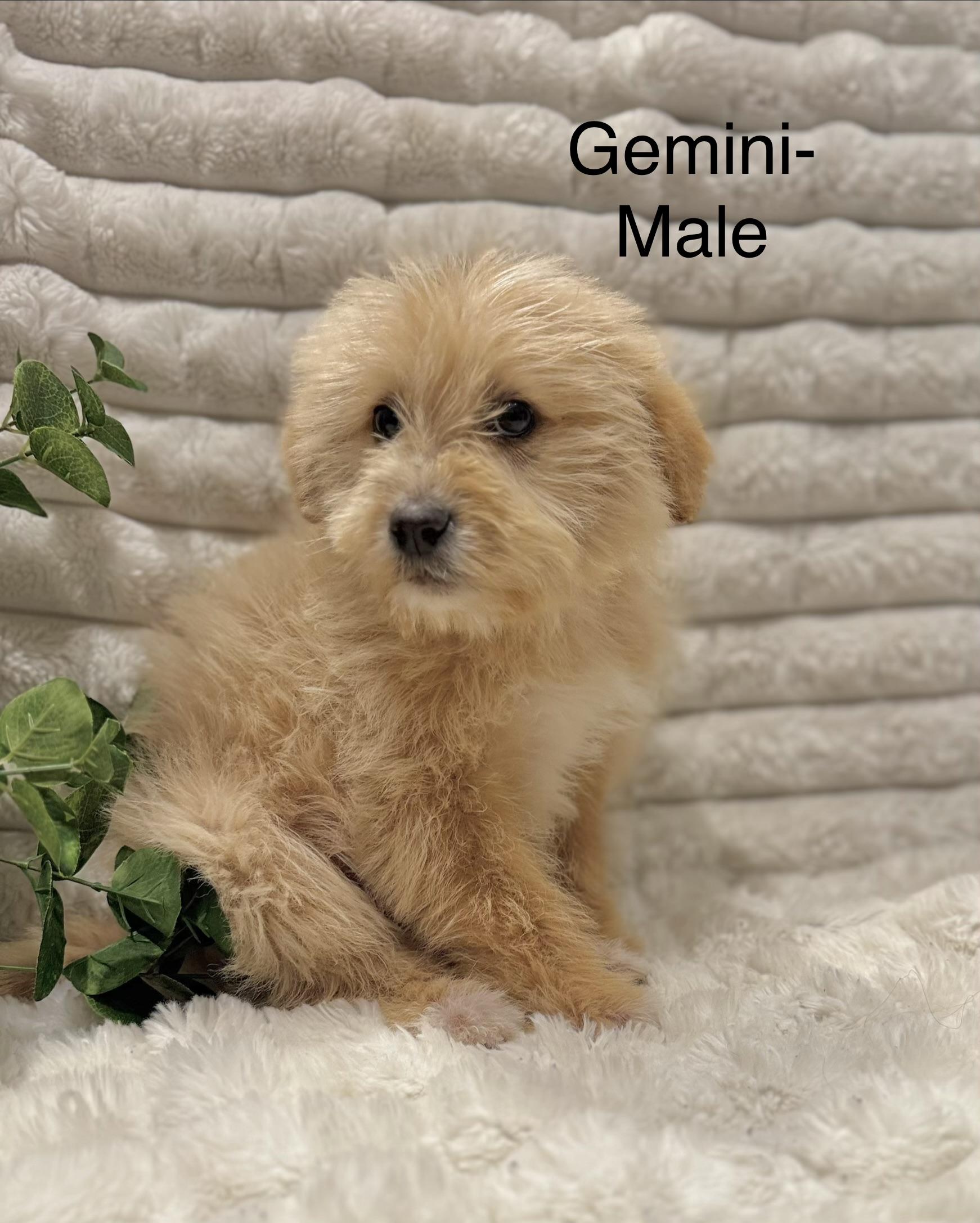 Gemini, a ADOPTABLE mixed breed in Hustisford , WI image 2/3