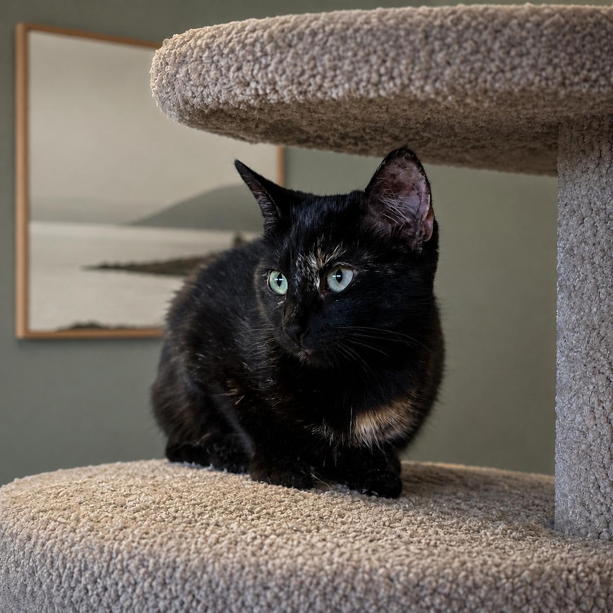 Harlee, an adopted mixed breed in Hillsboro, TX image 5/6