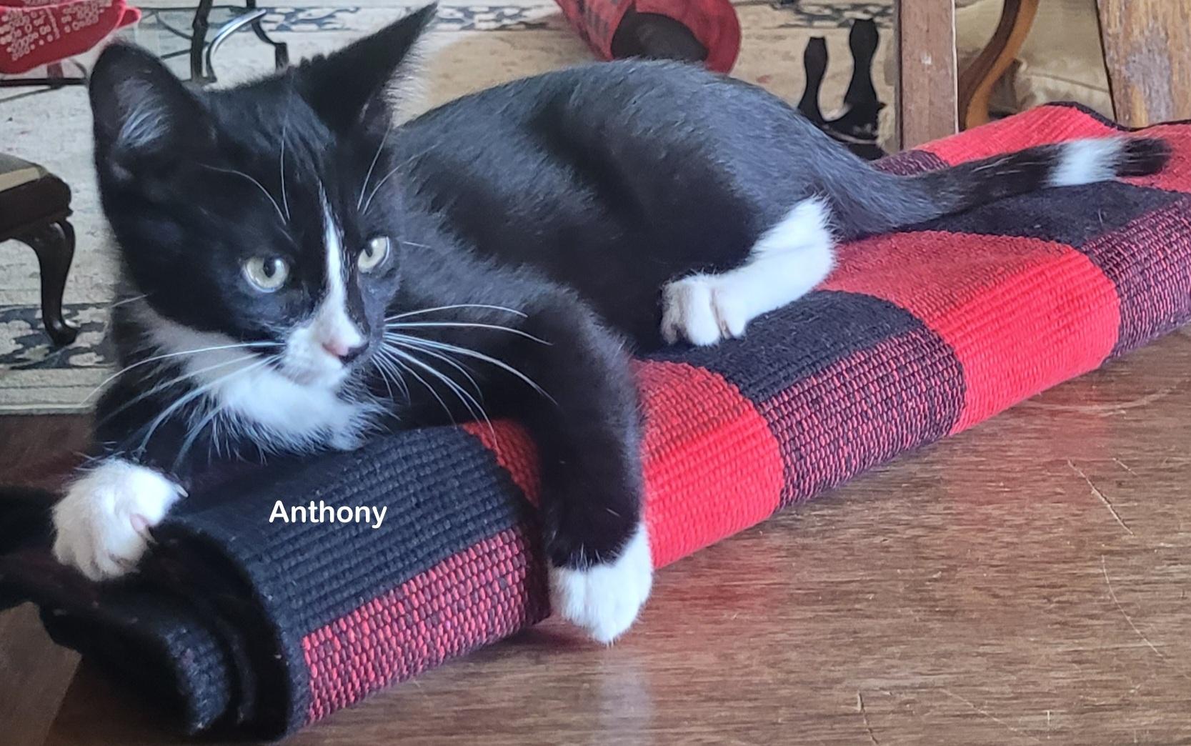 Anthony