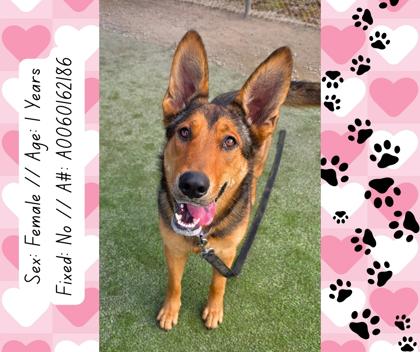 Enlarge Posie, a Adoptable mixed breed in Fresno, CA image 1/3