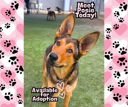 Enlarge Posie, a Adoptable mixed breed in Fresno, CA image 2/3