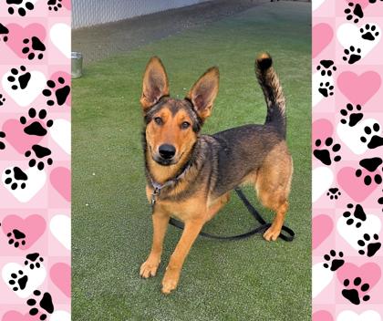 Enlarge Posie, a Adoptable mixed breed in Fresno, CA image 3/3