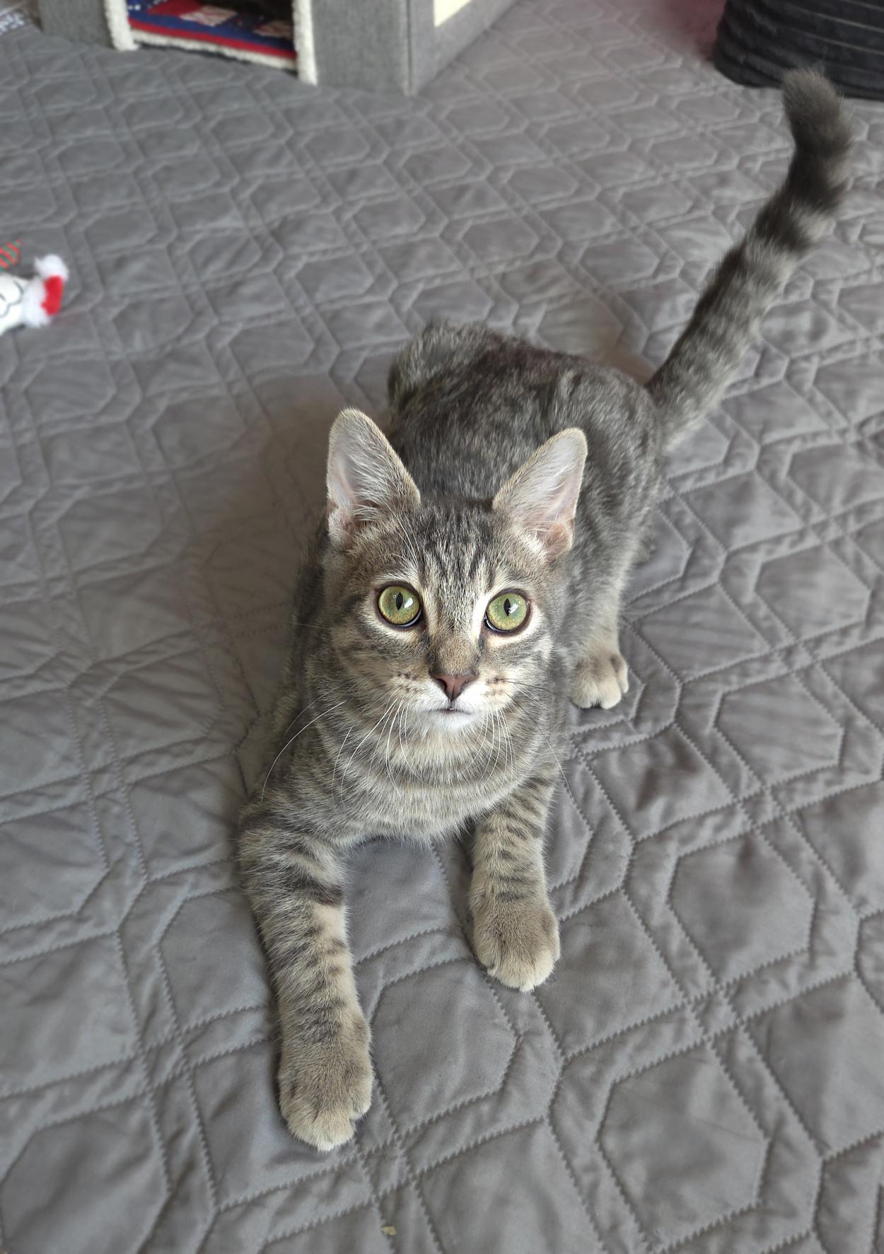 Enlarge Bunsen, a Adoptable Domestic Short Hair in Centerville, UT image 2/5