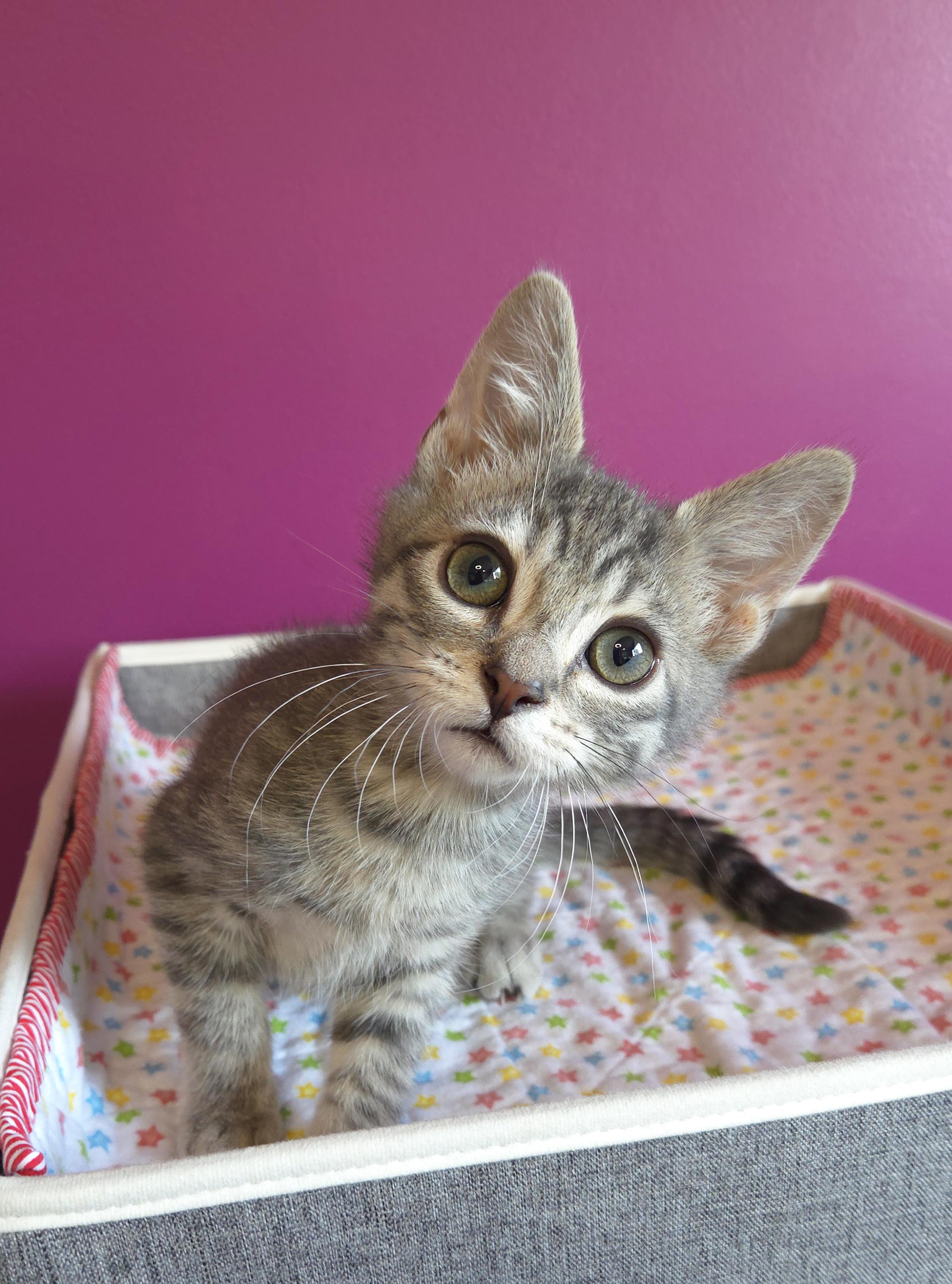 Enlarge Bunsen, a ADOPTABLE Domestic Short Hair in Centerville, UT image 4/4