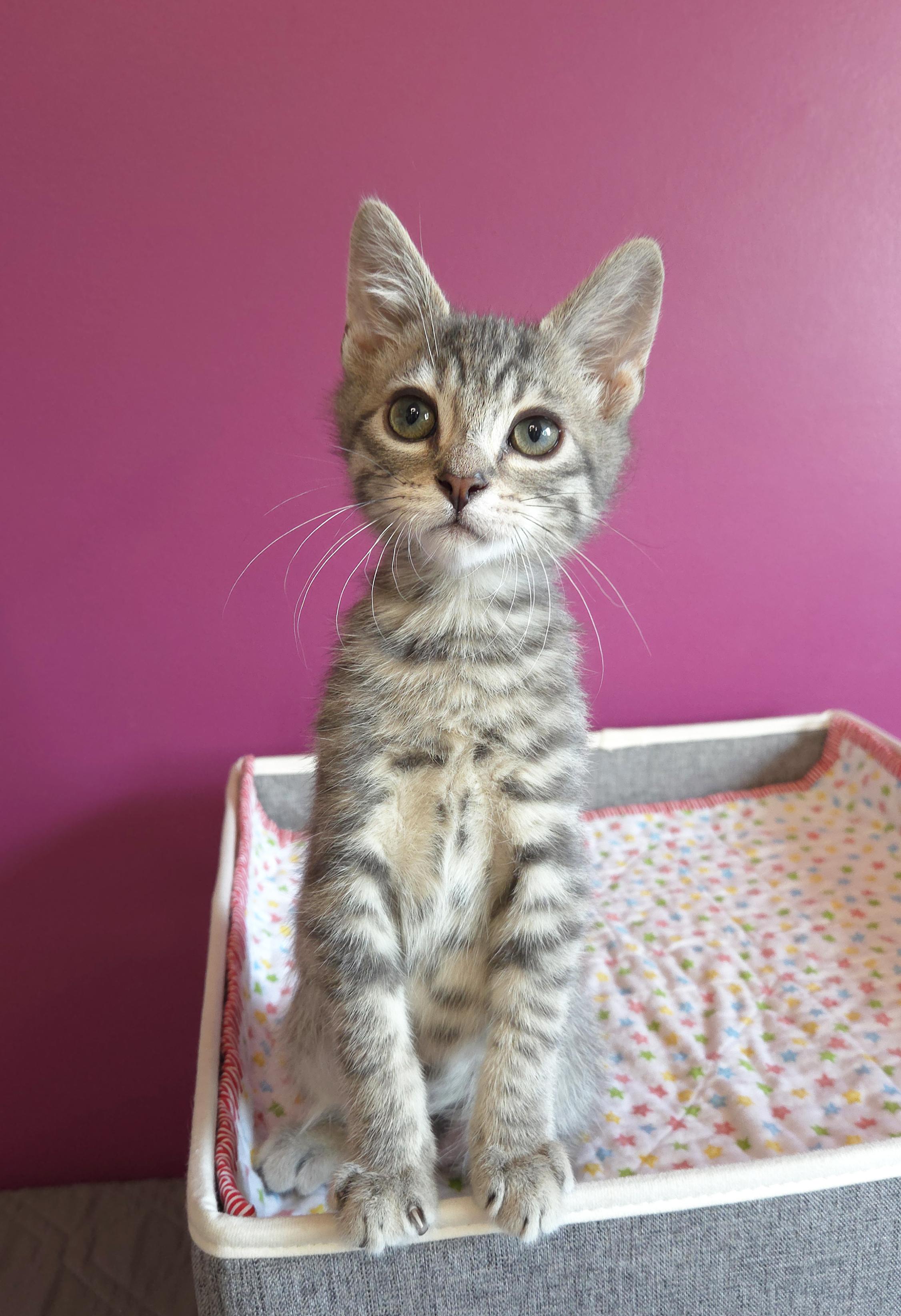 Enlarge Bunsen, a ADOPTABLE Domestic Short Hair in Centerville, UT image 2/4