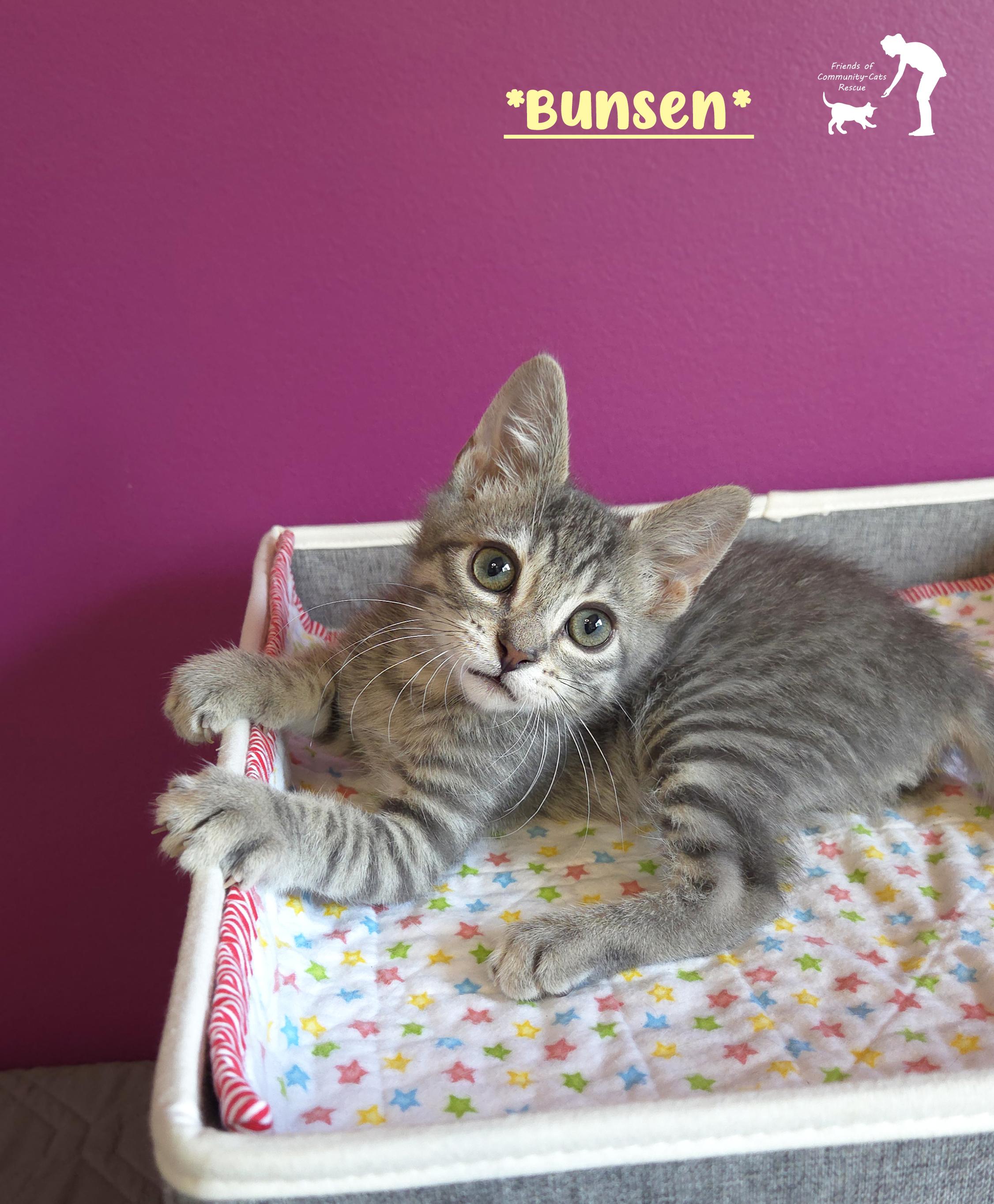 Bunsen, ADOPTABLE, Young Male Domestic Short Hair.