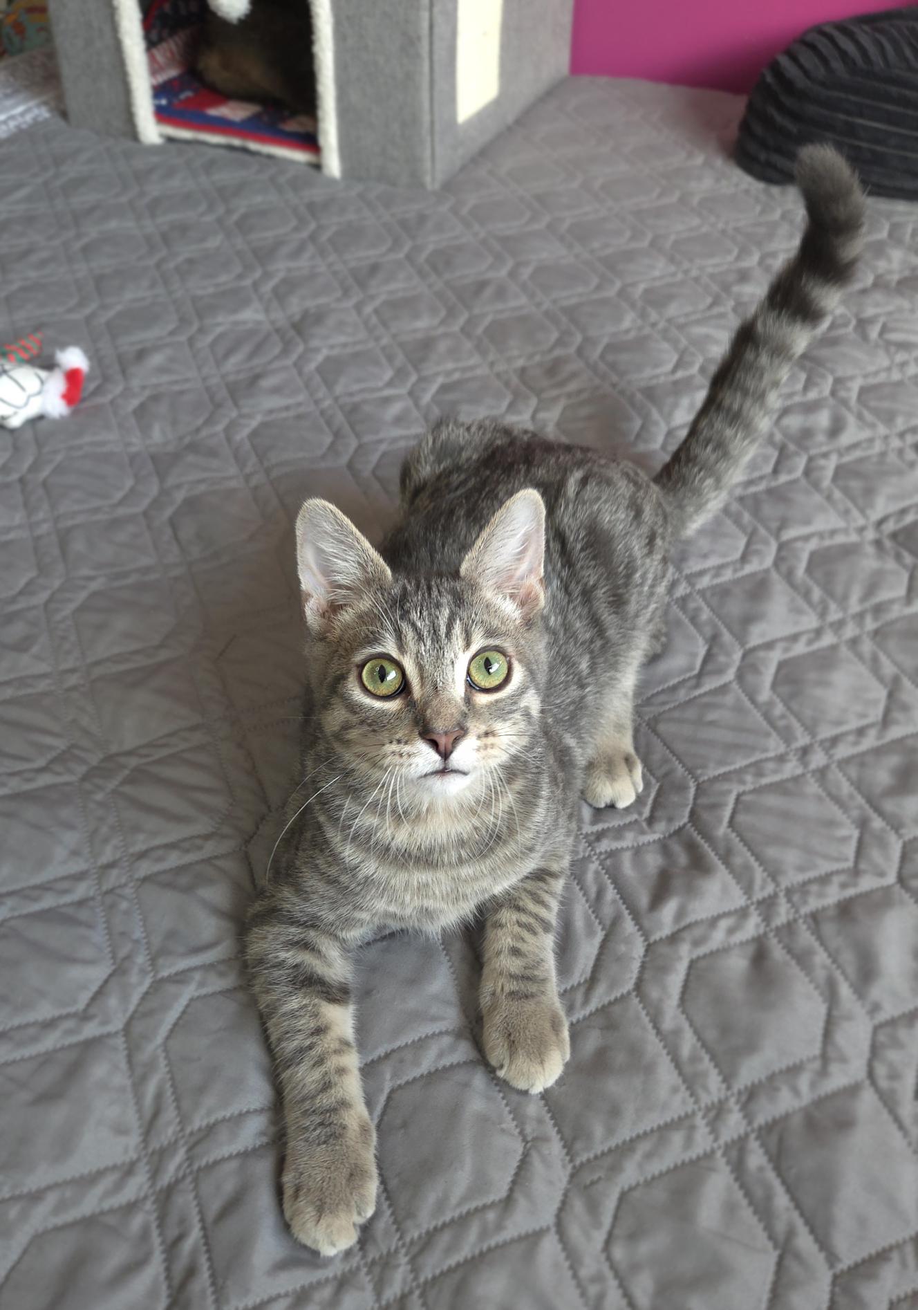 Enlarge Bunsen, a Adoptable Domestic Short Hair in Centerville, UT image 4/5