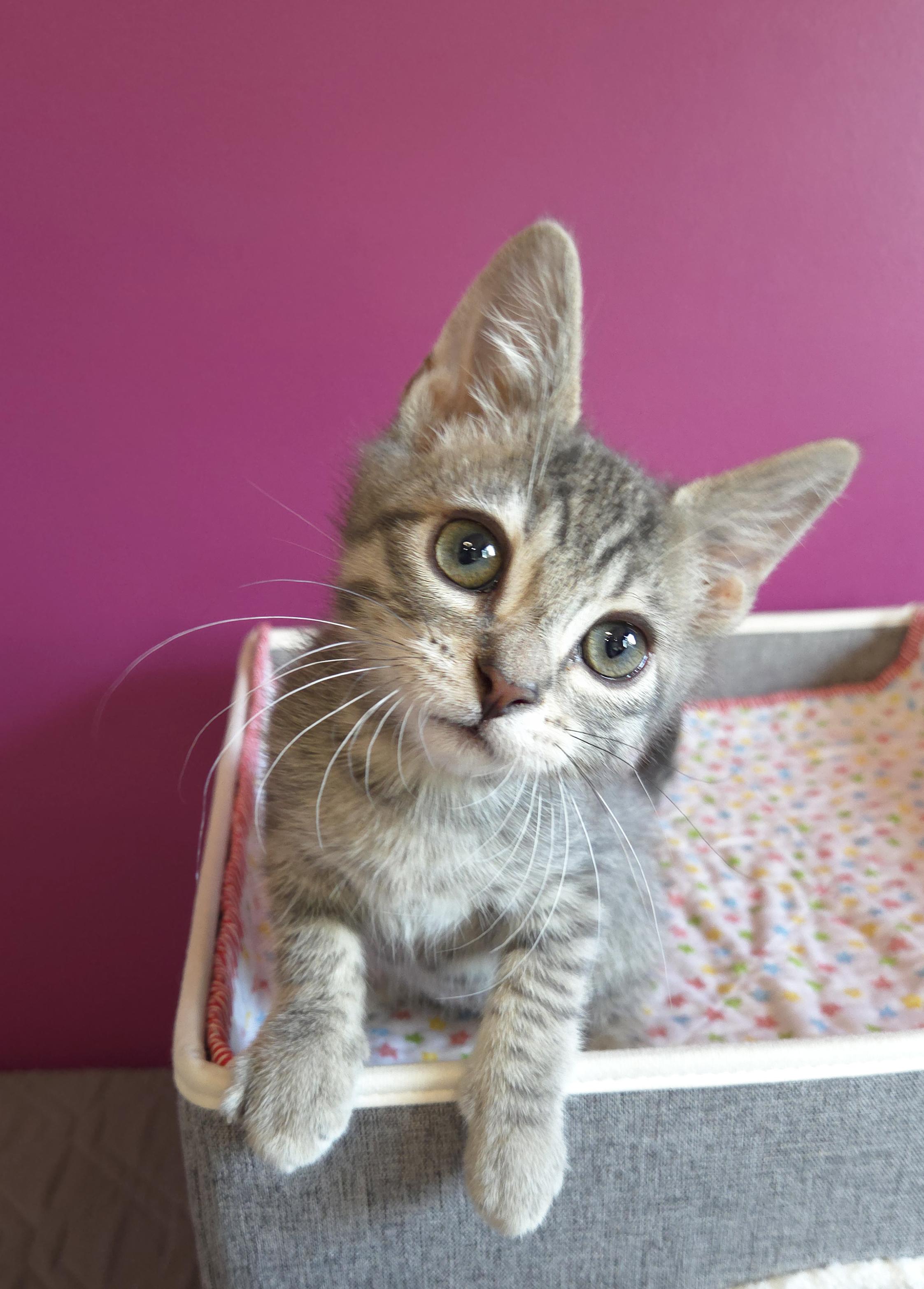 Enlarge Bunsen, a ADOPTABLE Domestic Short Hair in Centerville, UT image 3/4