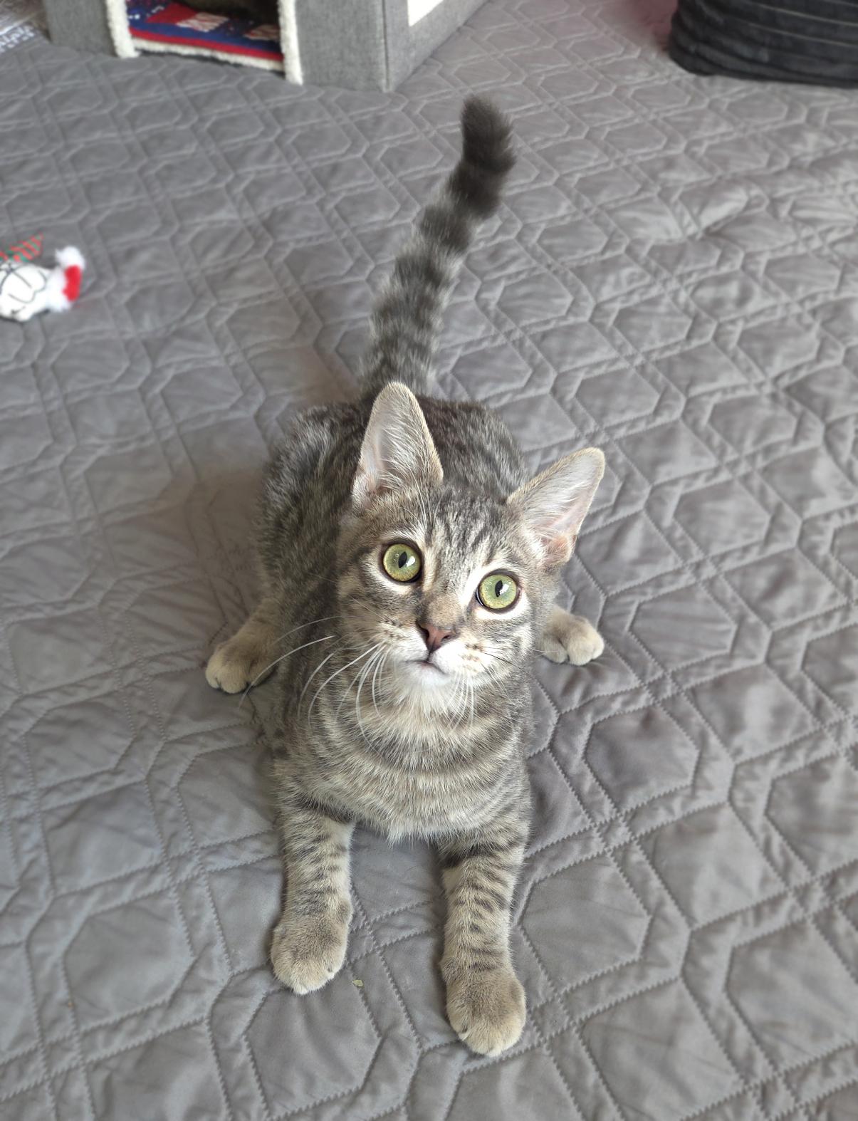 Enlarge Bunsen, a Adoptable Domestic Short Hair in Centerville, UT image 5/5