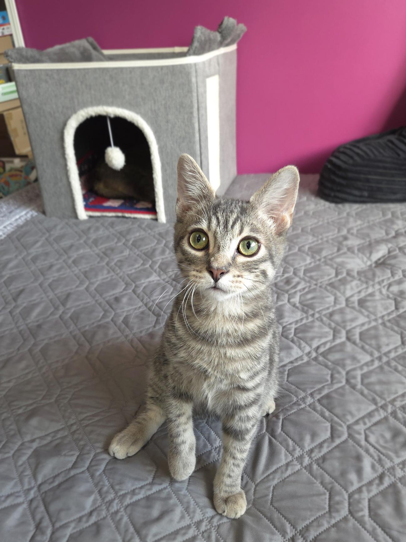 Enlarge Bunsen, a Adoptable Domestic Short Hair in Centerville, UT image 3/5