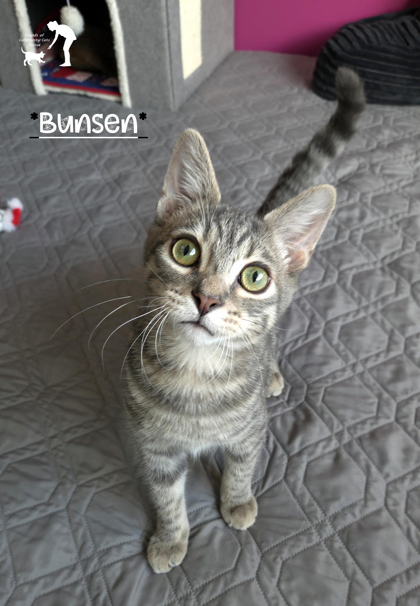 Bunsen, Adoptable, Kitten Male Domestic Short Hair.