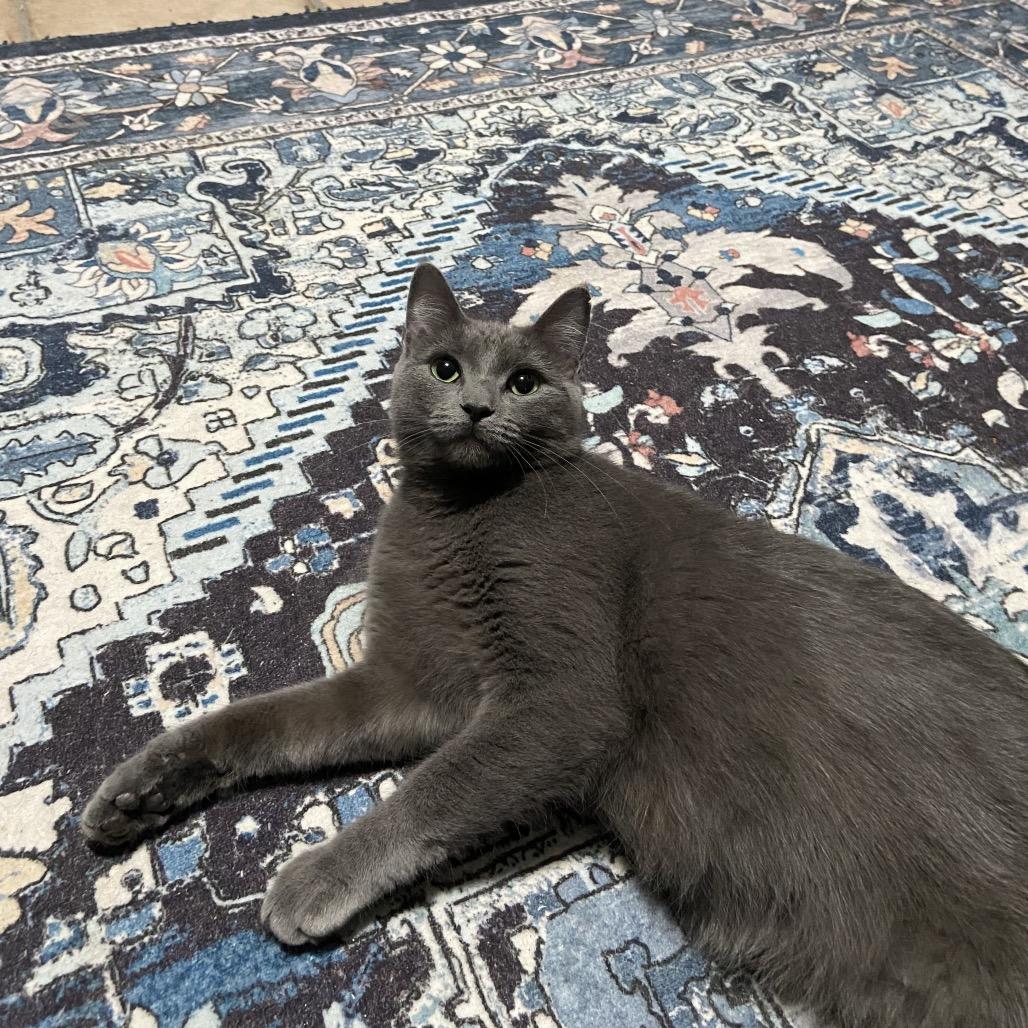 Lady Grey, Adoptable, Adult Female Domestic Short Hair.