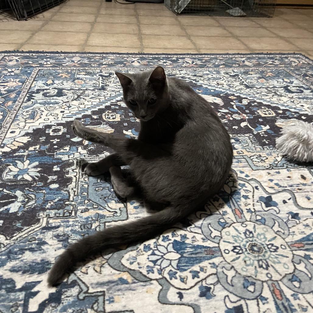 Enlarge Lady Grey, a Adoptable Domestic Short Hair in Pleasant Hill, MO image 2/3